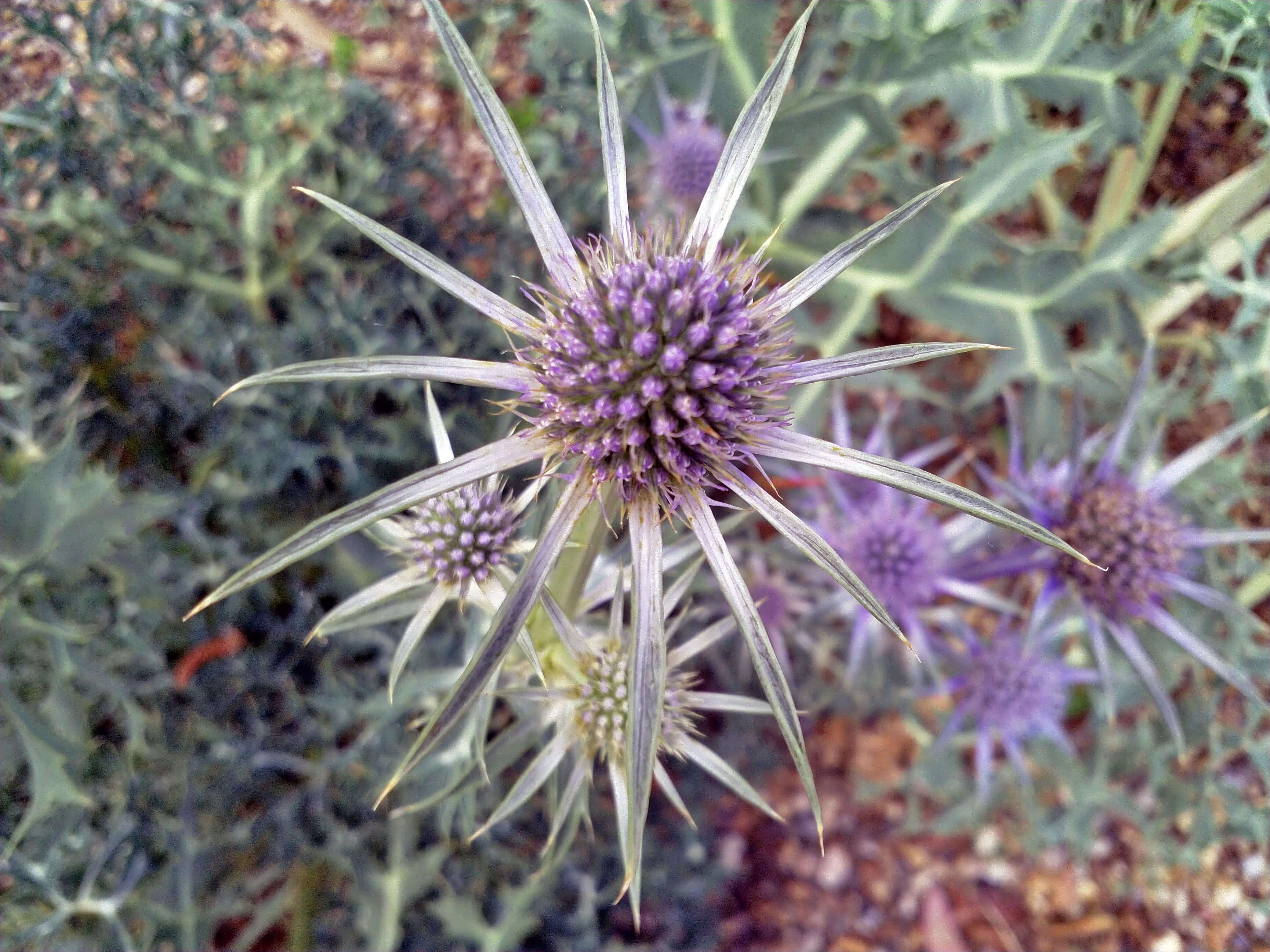 Sea Holly