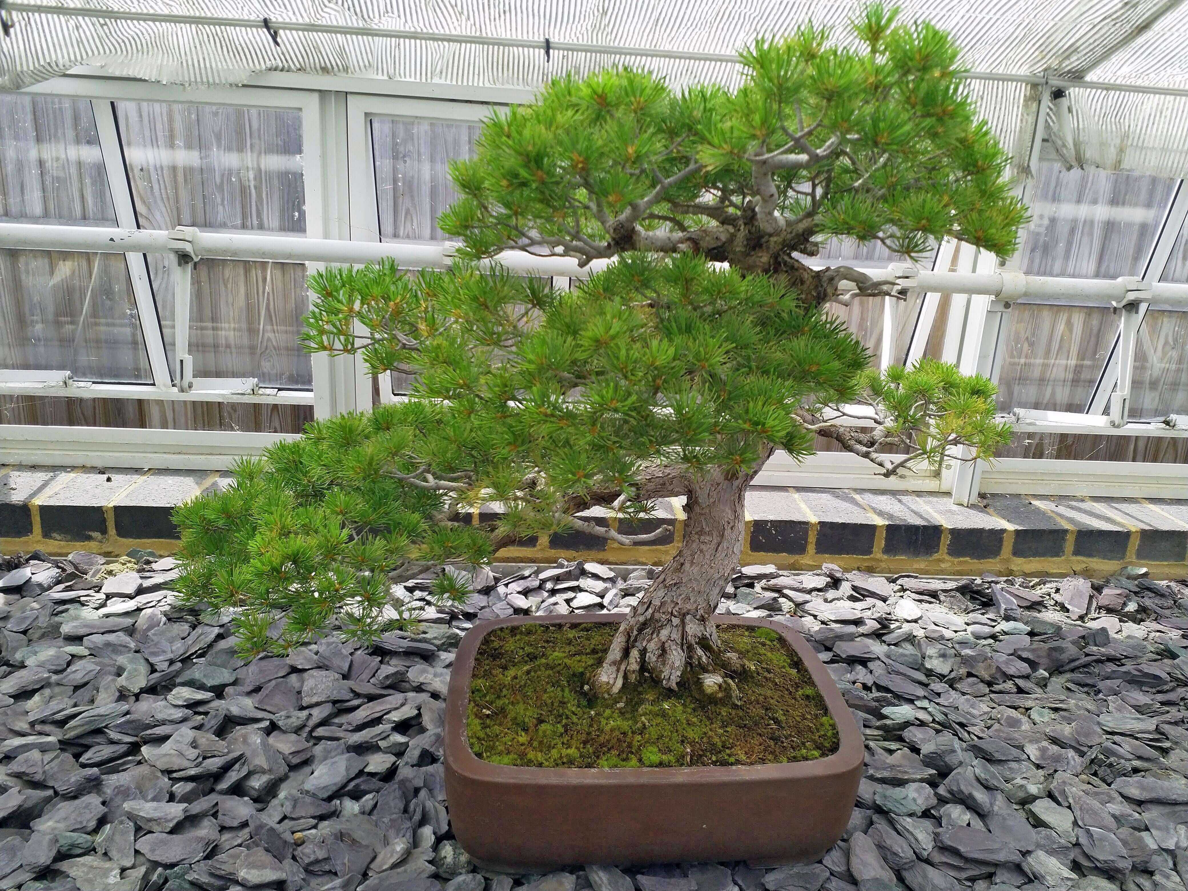 Bonzai Tree