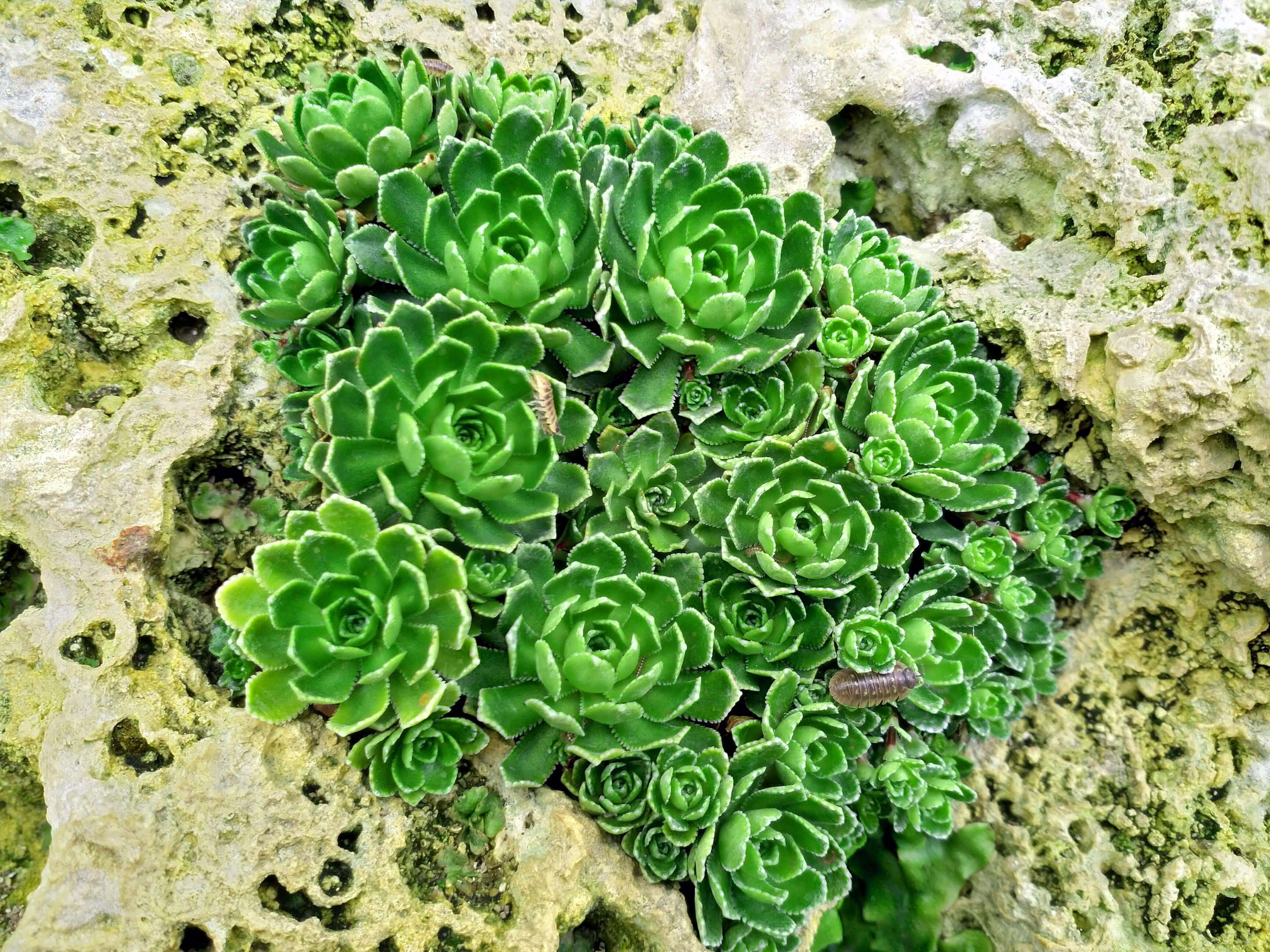 Sempervivum Leucanthum