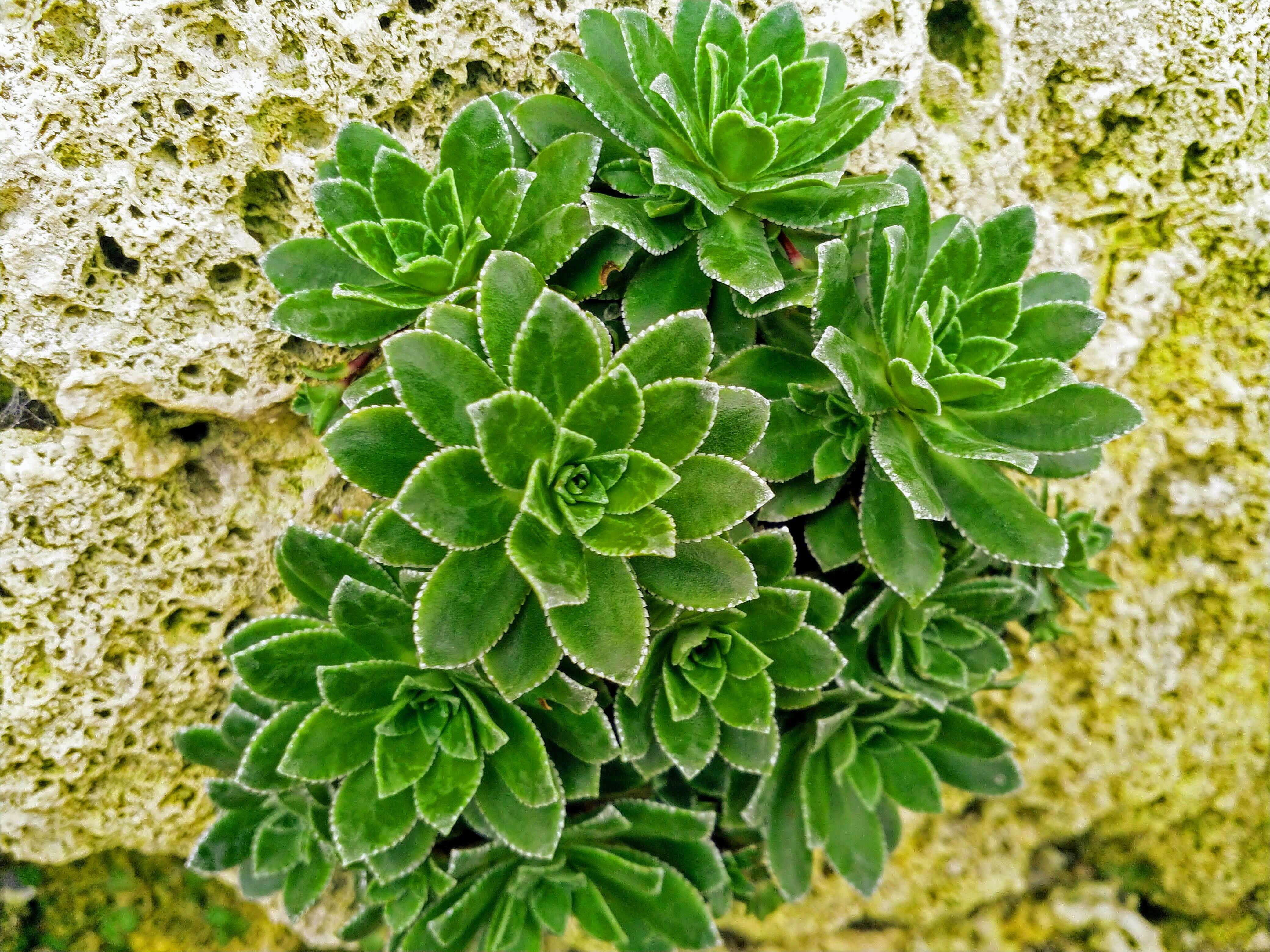 Succulent