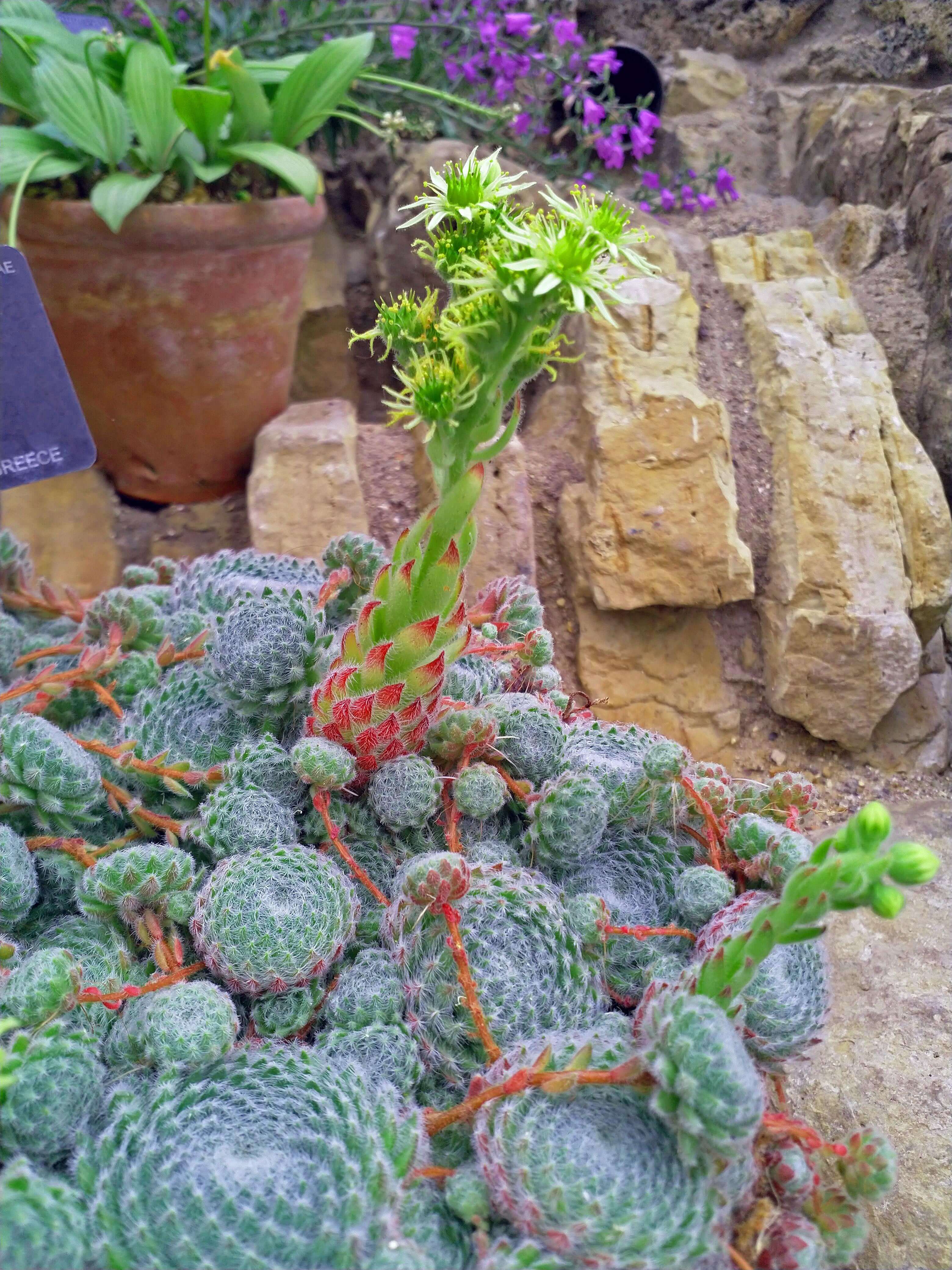 Sempervivum Ciliosum