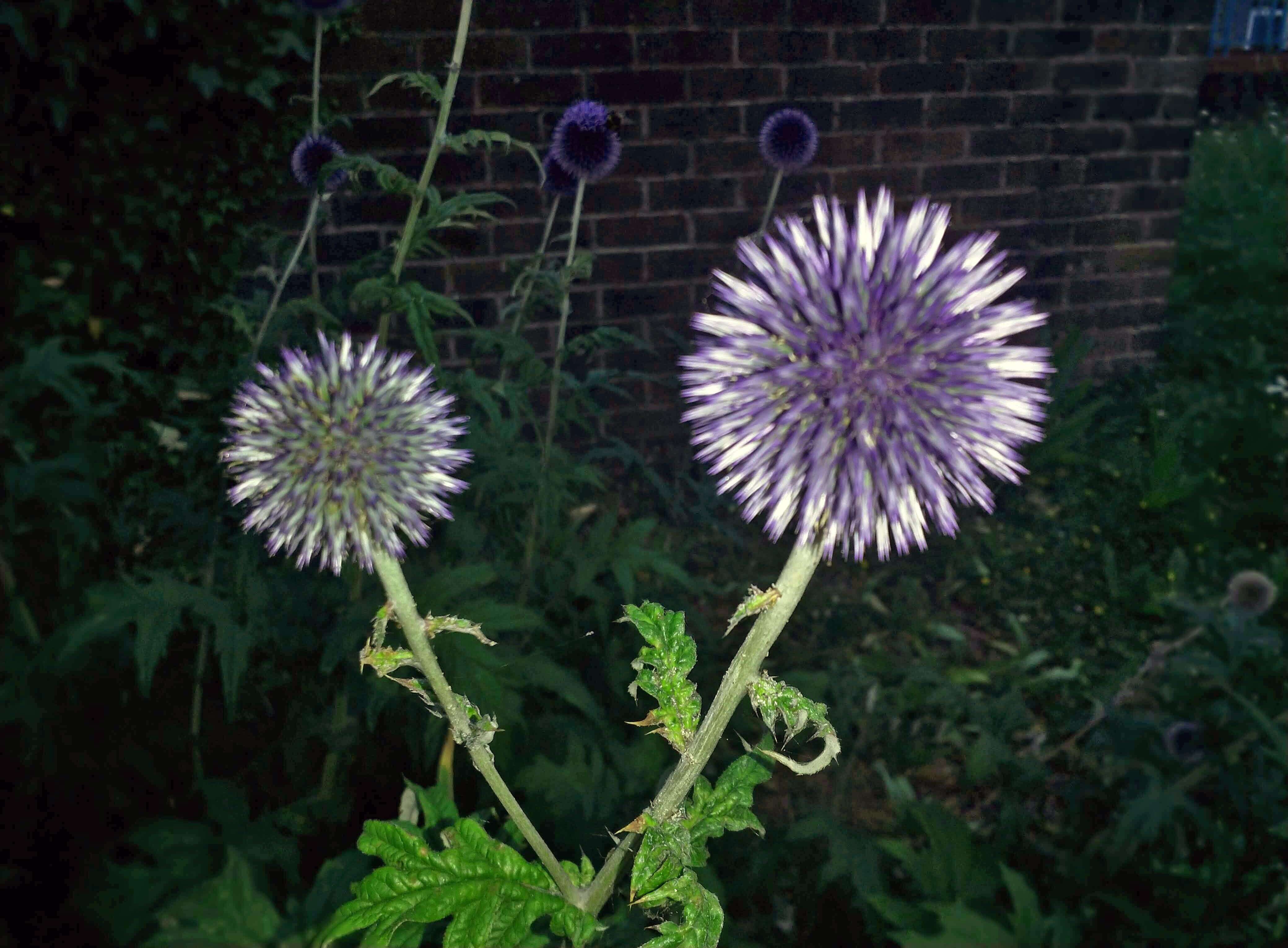 Glandular Globe-thistle