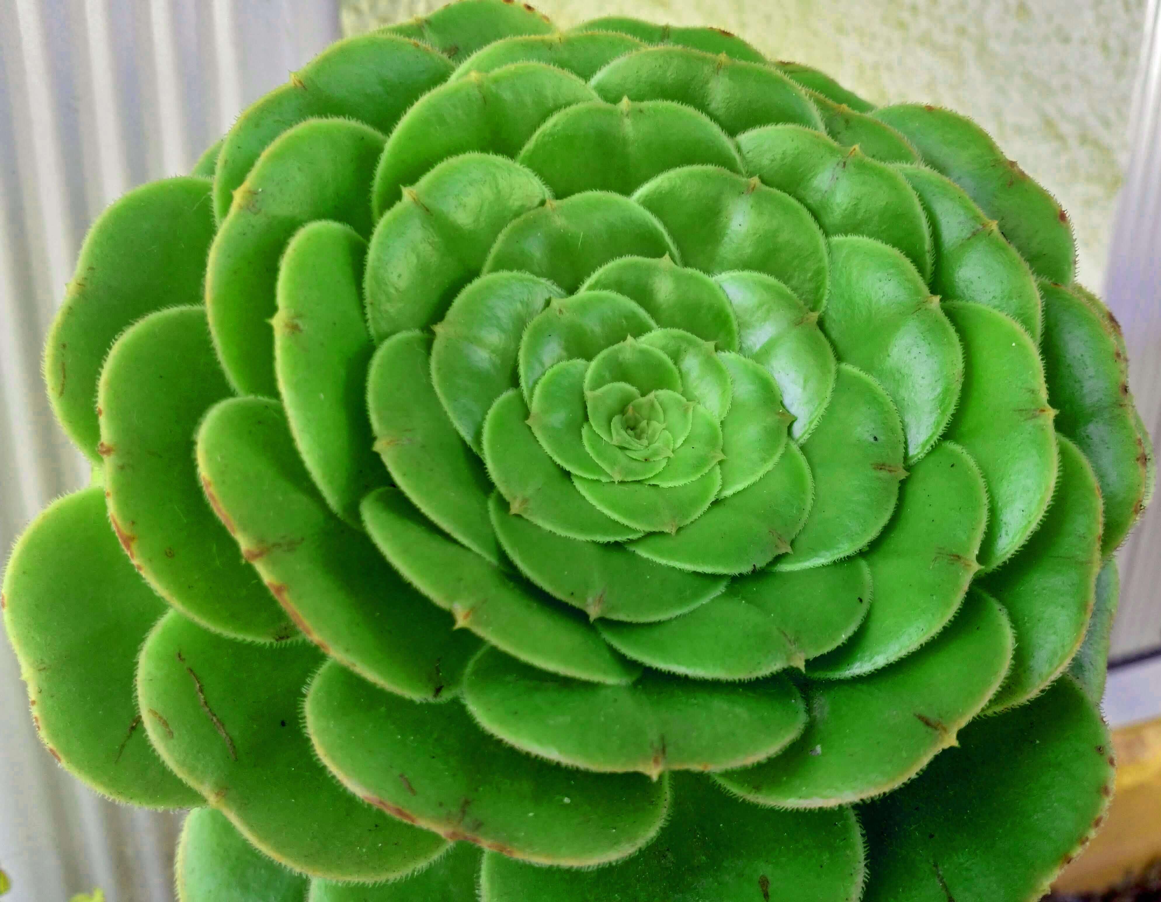 Aeonium Canariense