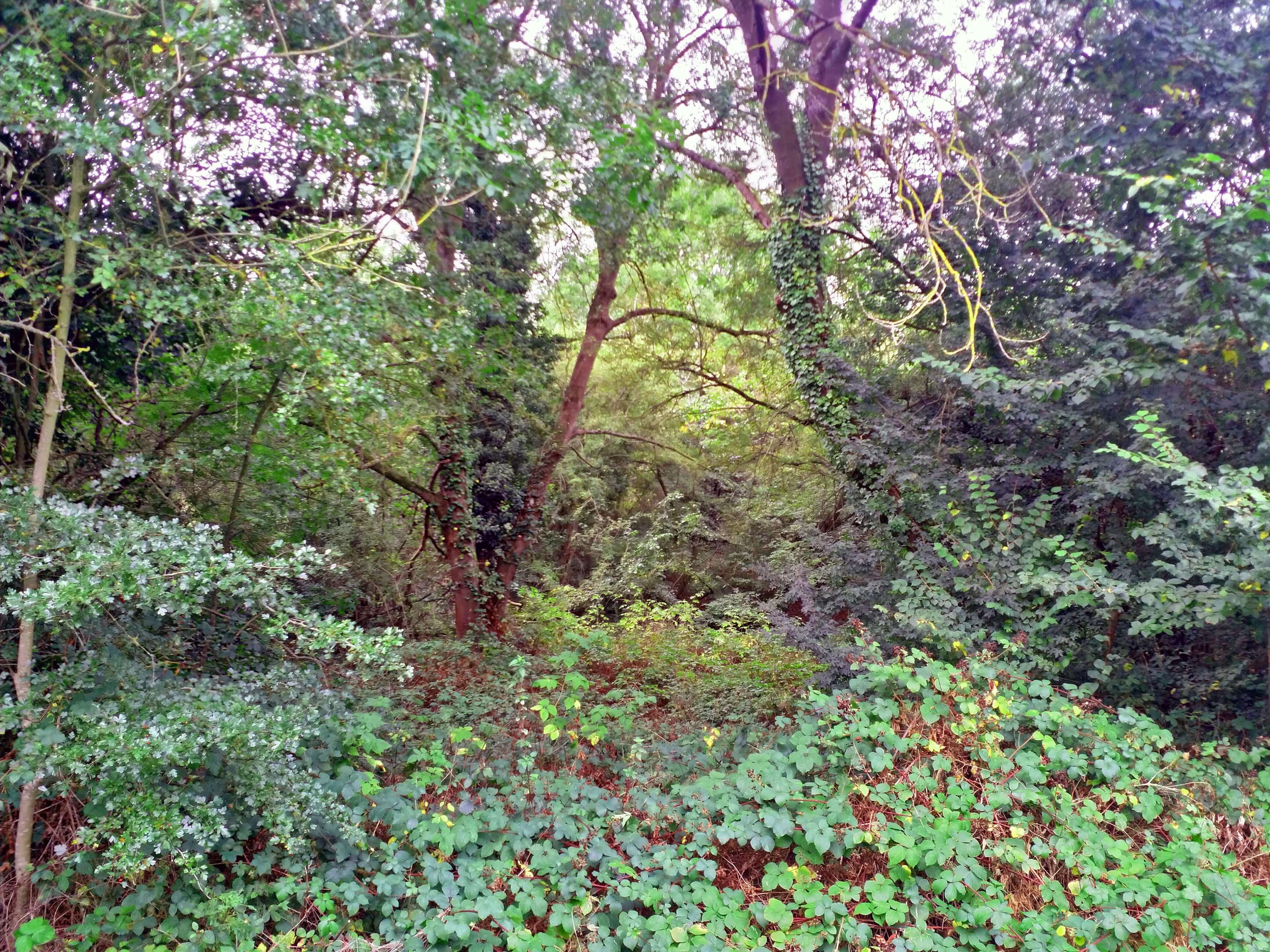 Barnet Woodlands