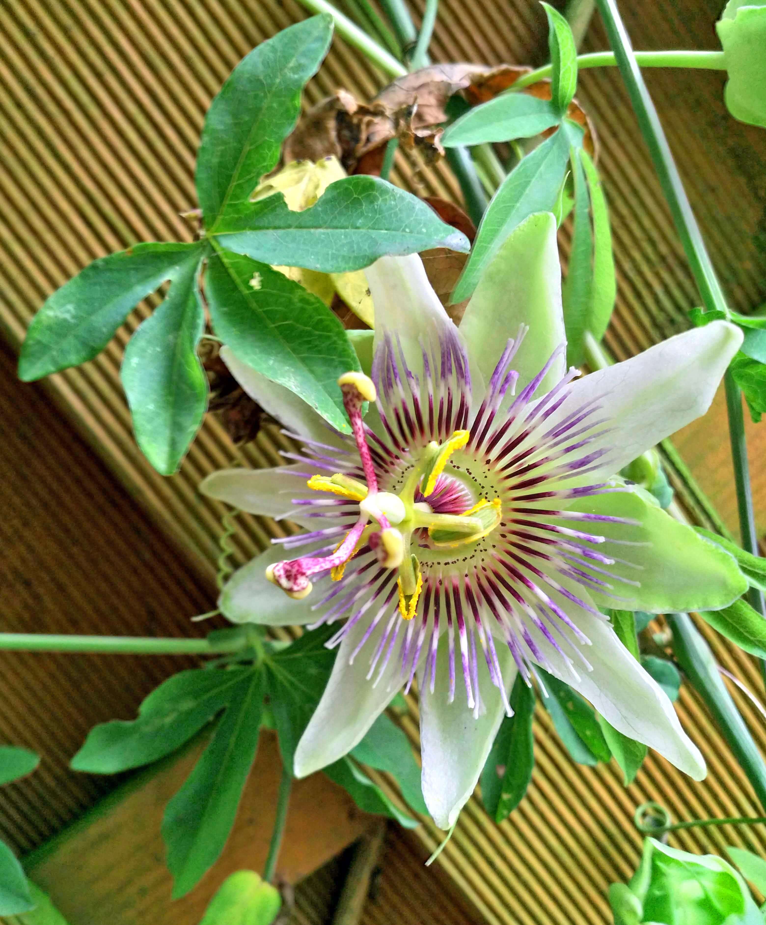 Woodland Passionflower