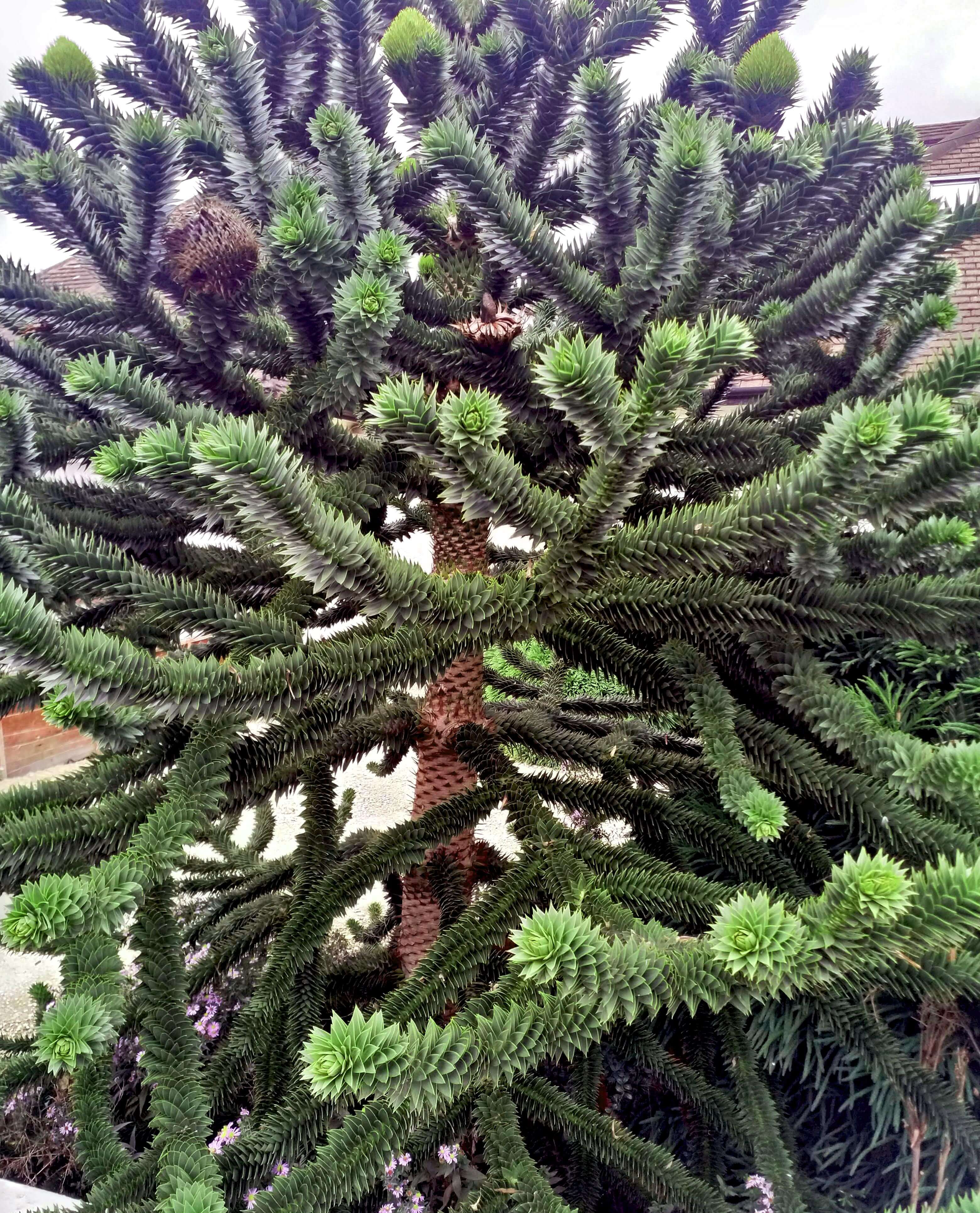 Chilean Pine