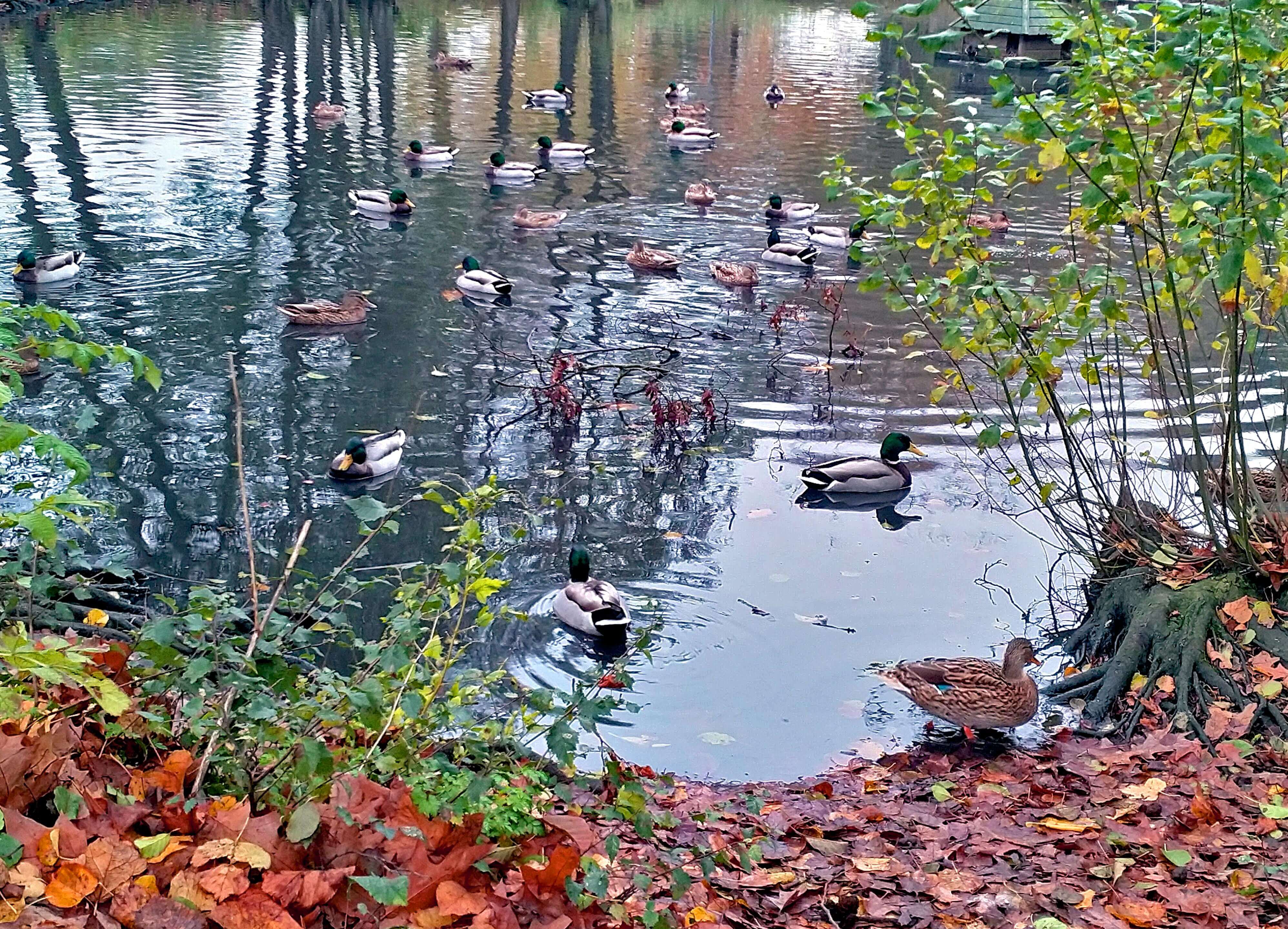 Barnet Duck Pond