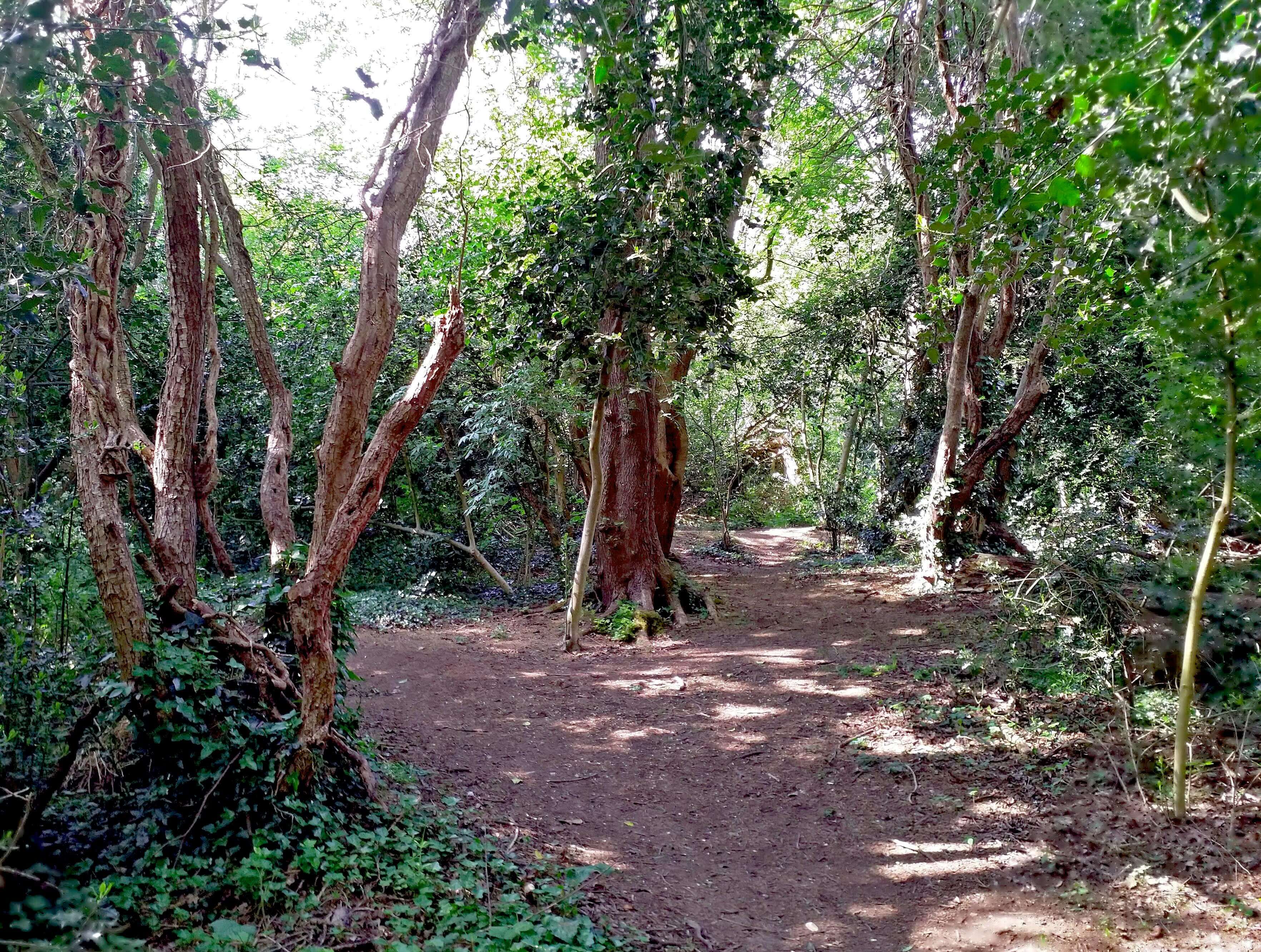 Walking through nature