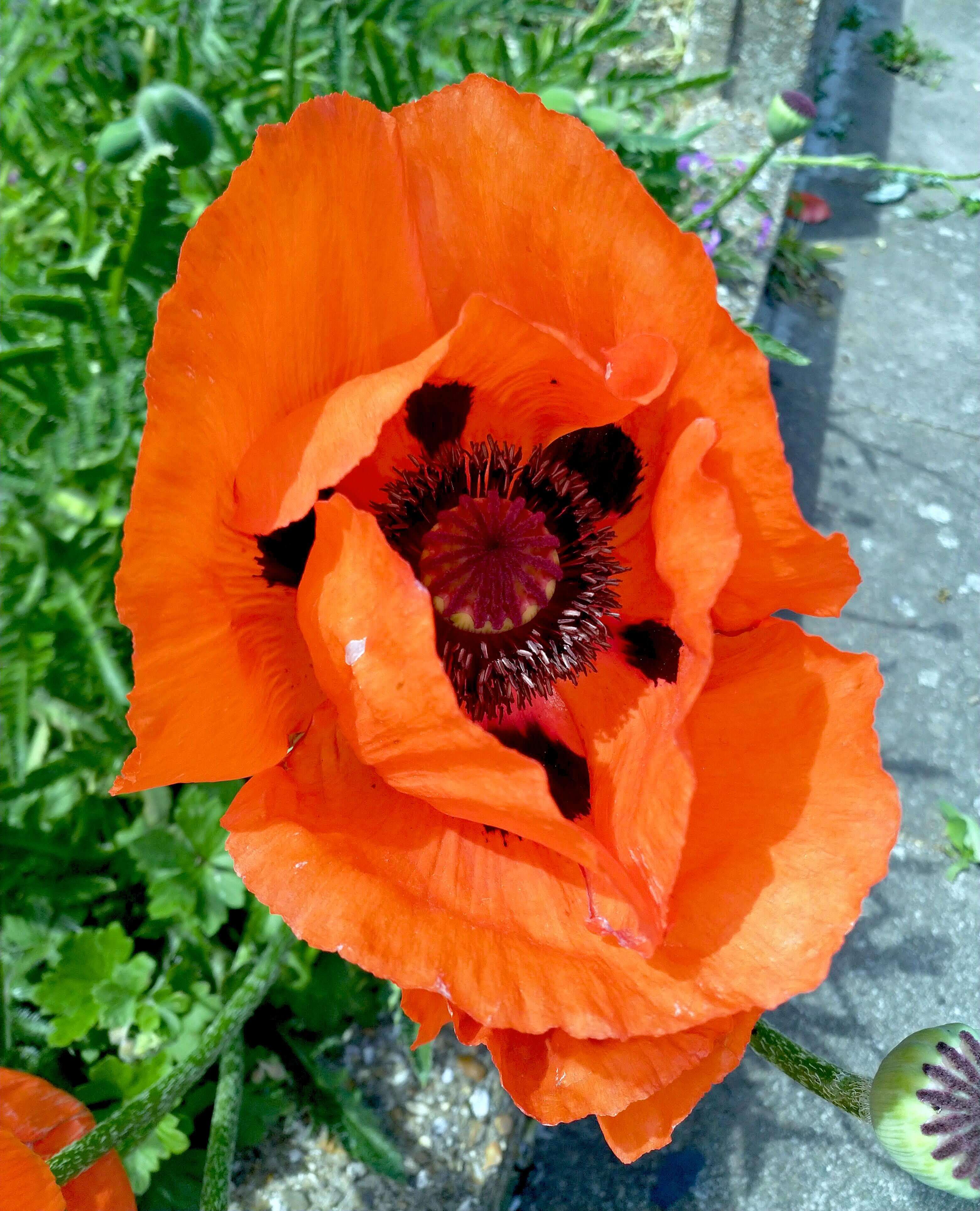 Great Scarlet Poppy 
