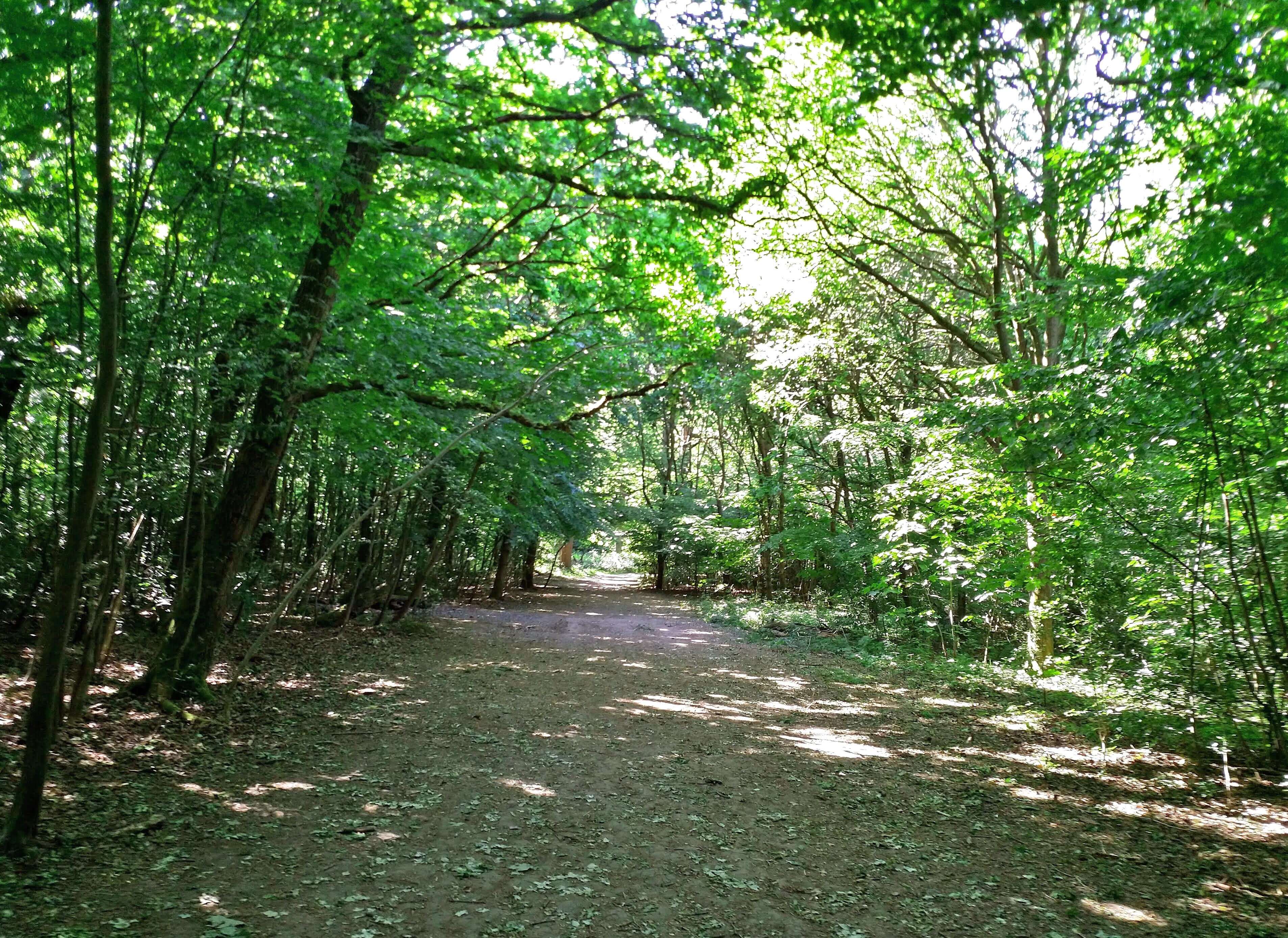 Hadley Woods Adventure 