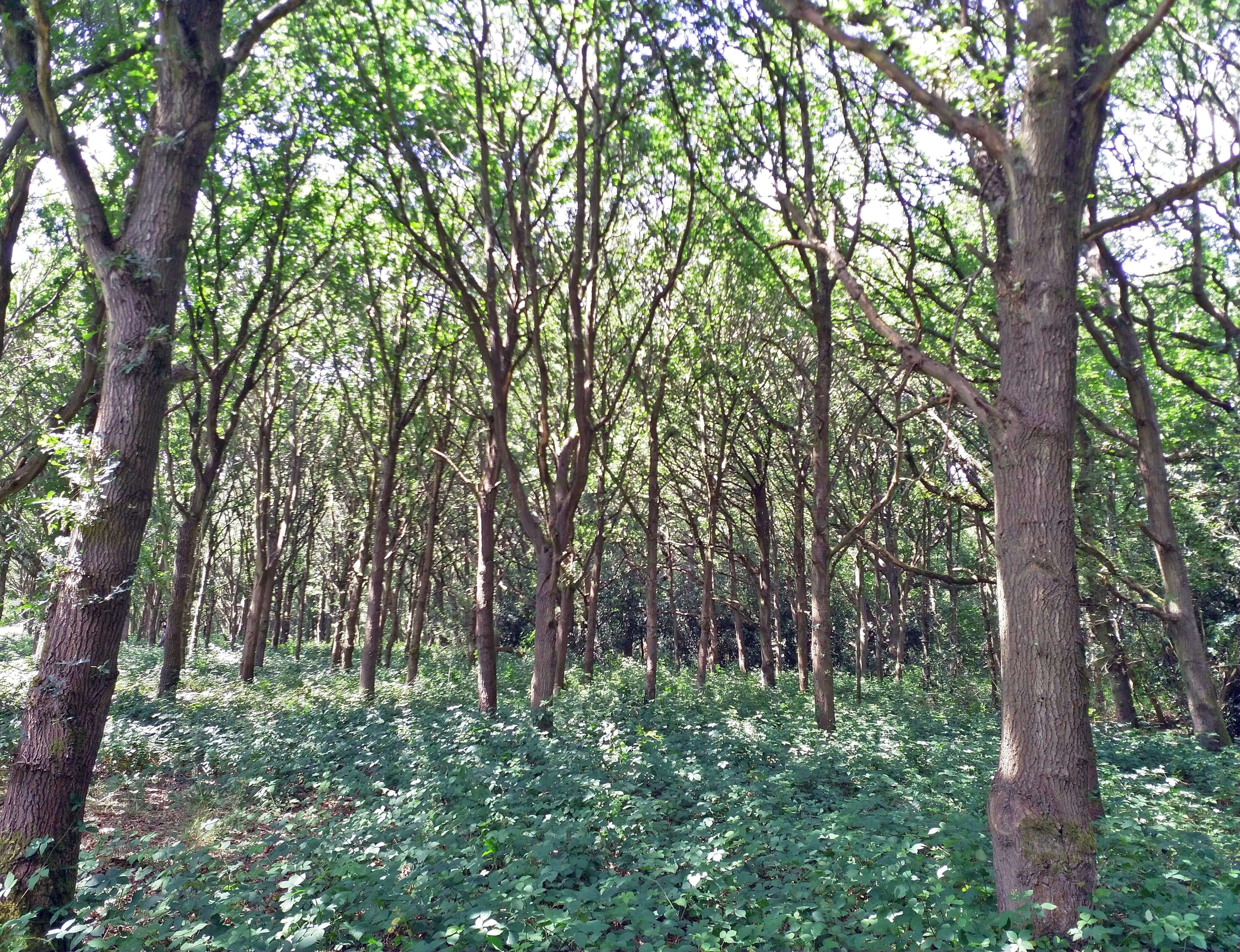 Barnet Forest