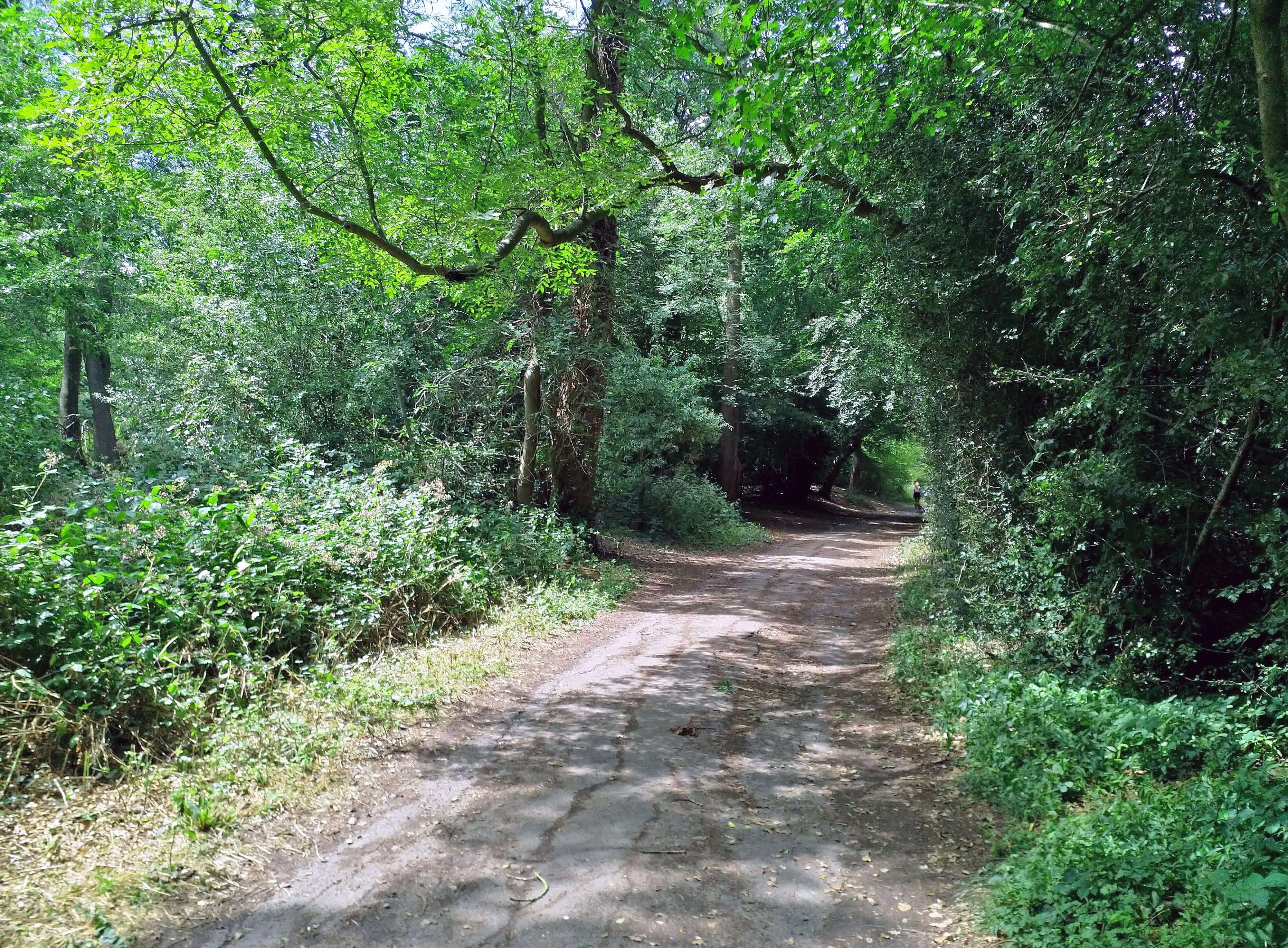 Hadley Woods Summer Walk