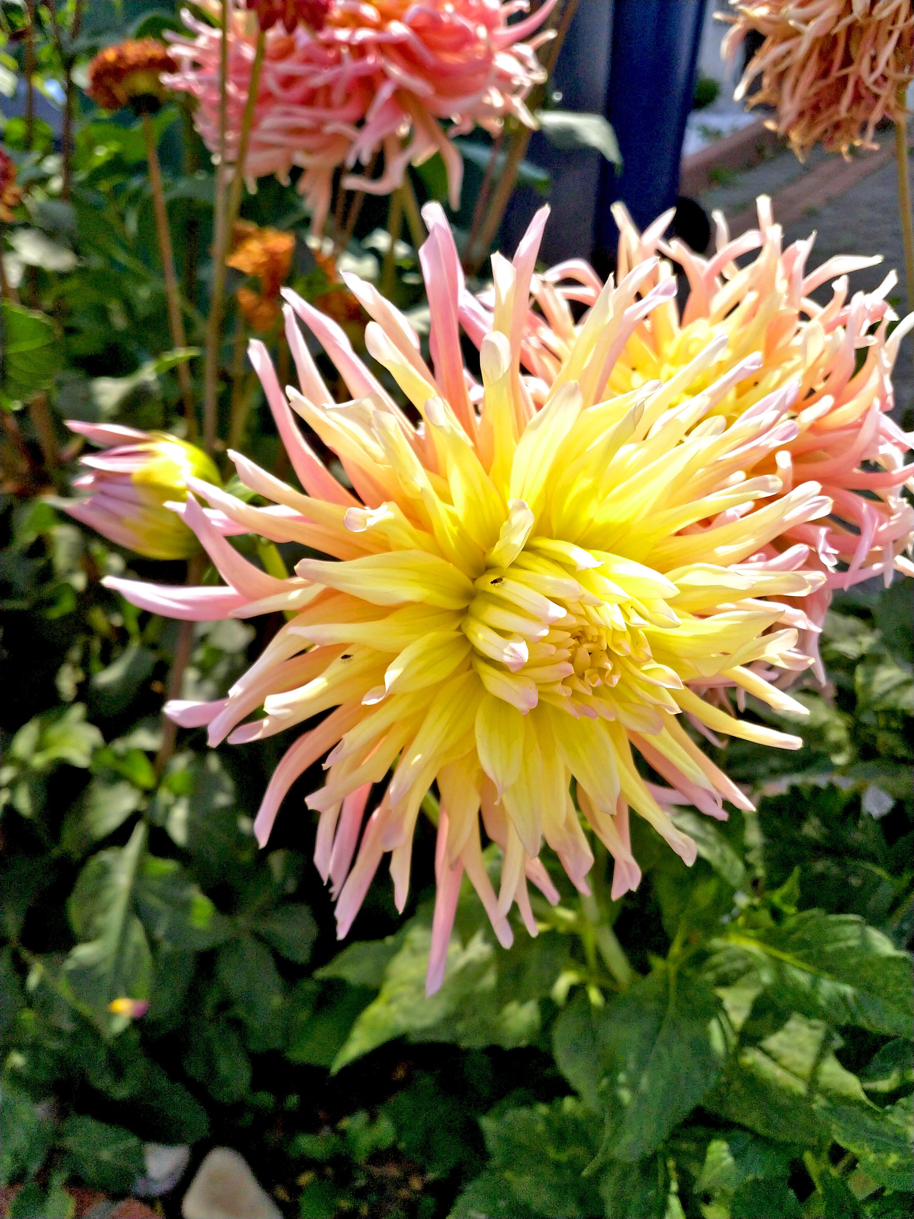 Cactus Dahlia
