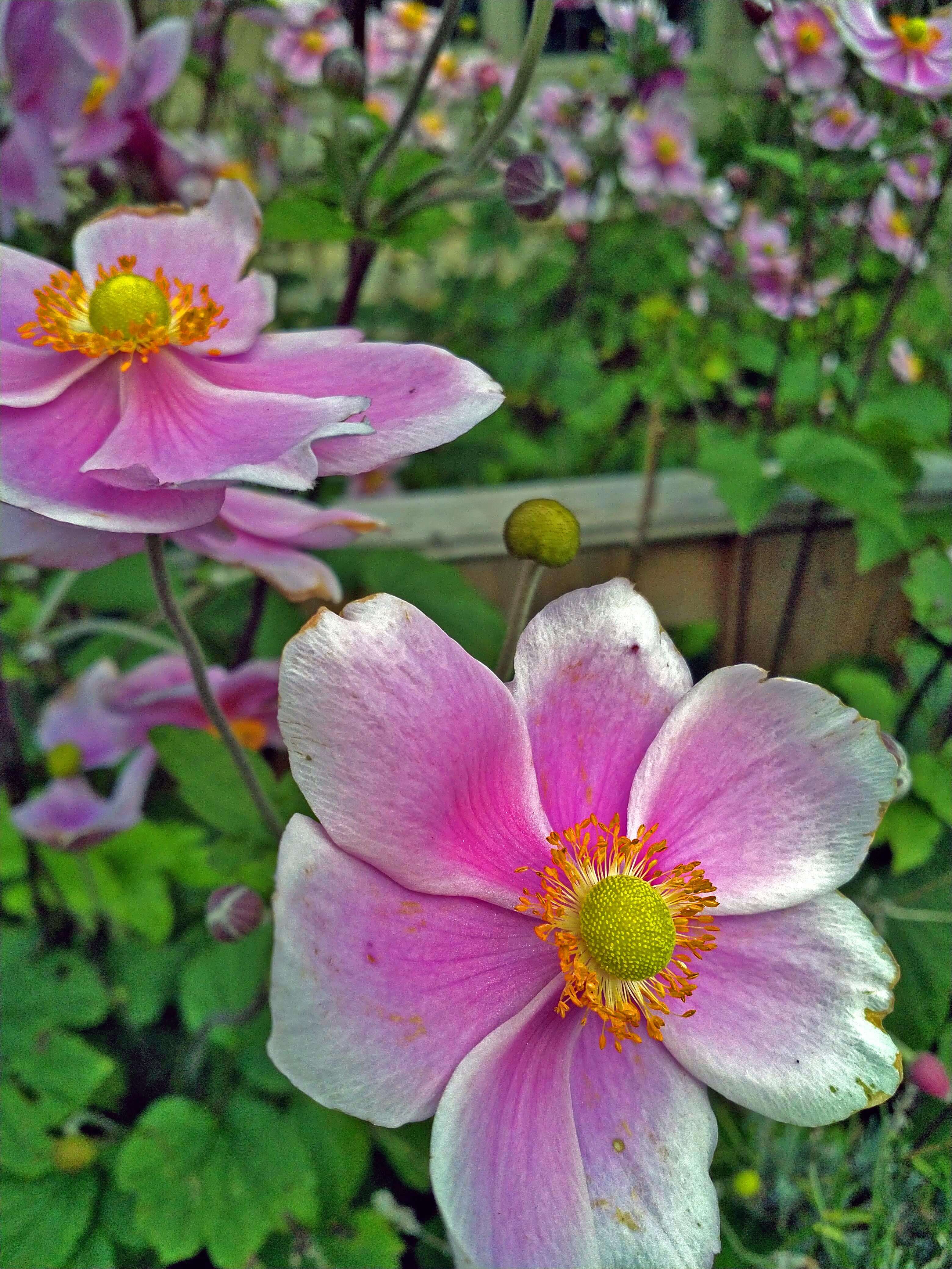 Japanese Anemone