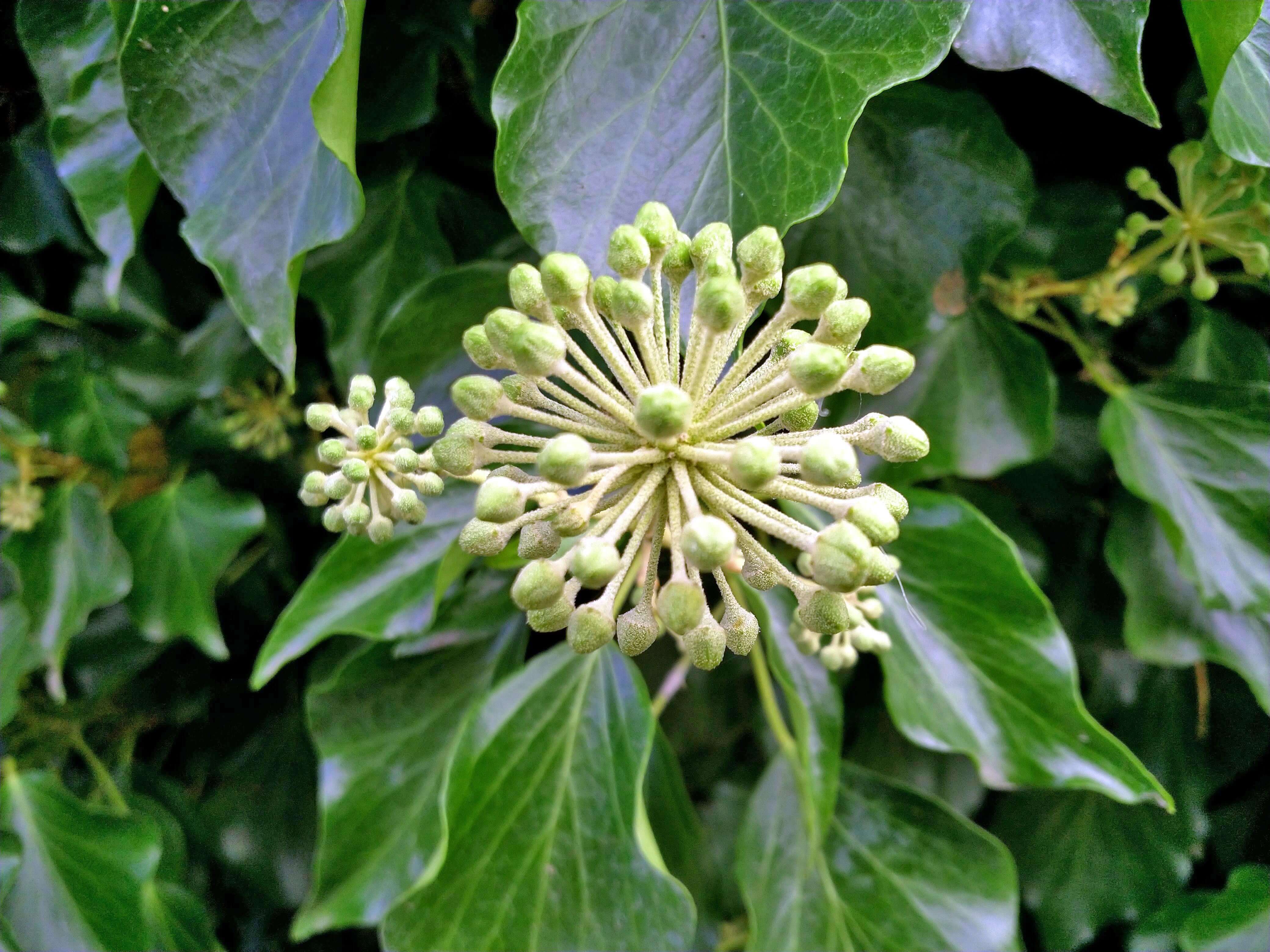 Hedera Algeriensis