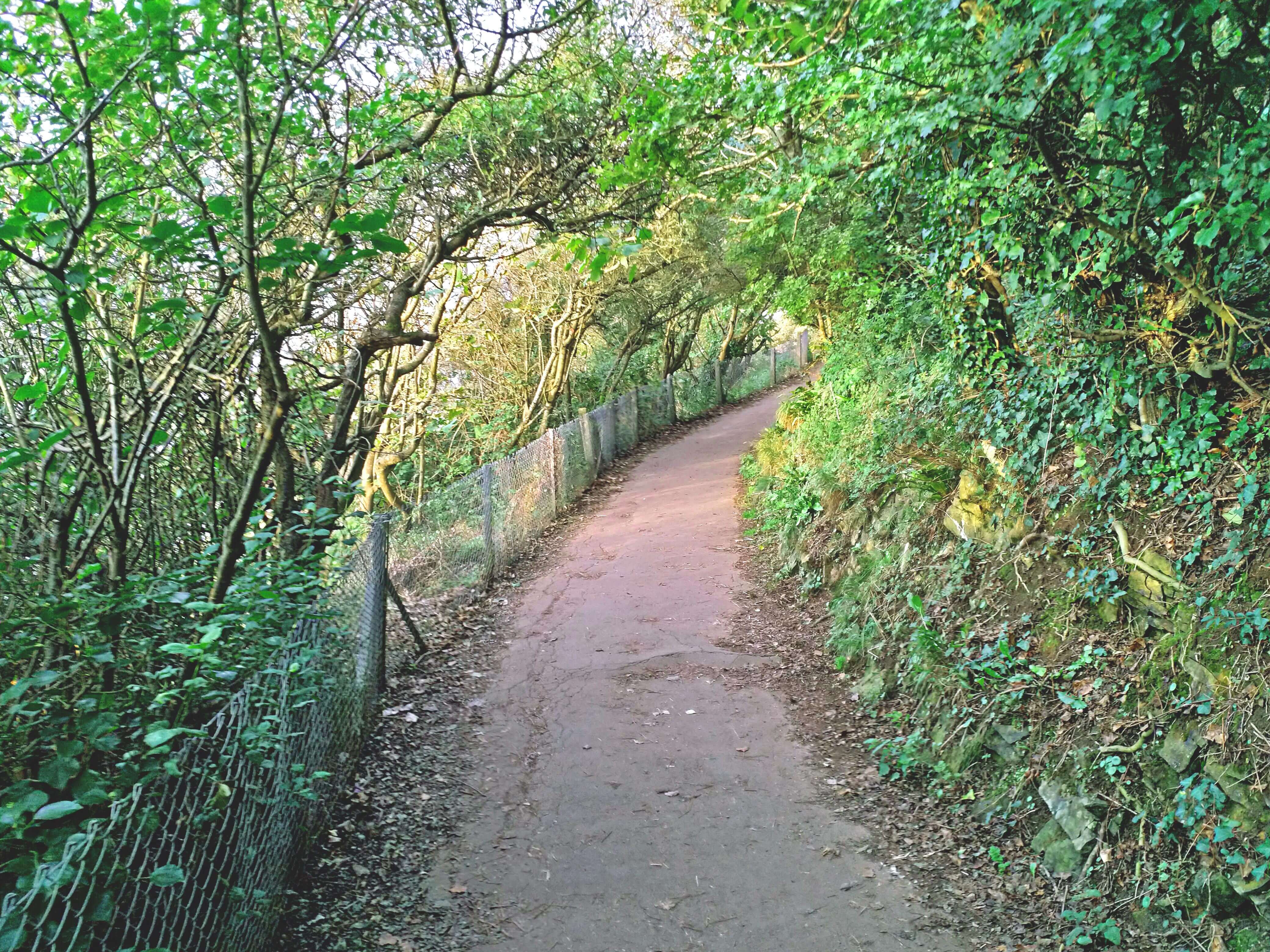 Clevedon Nature Reserve