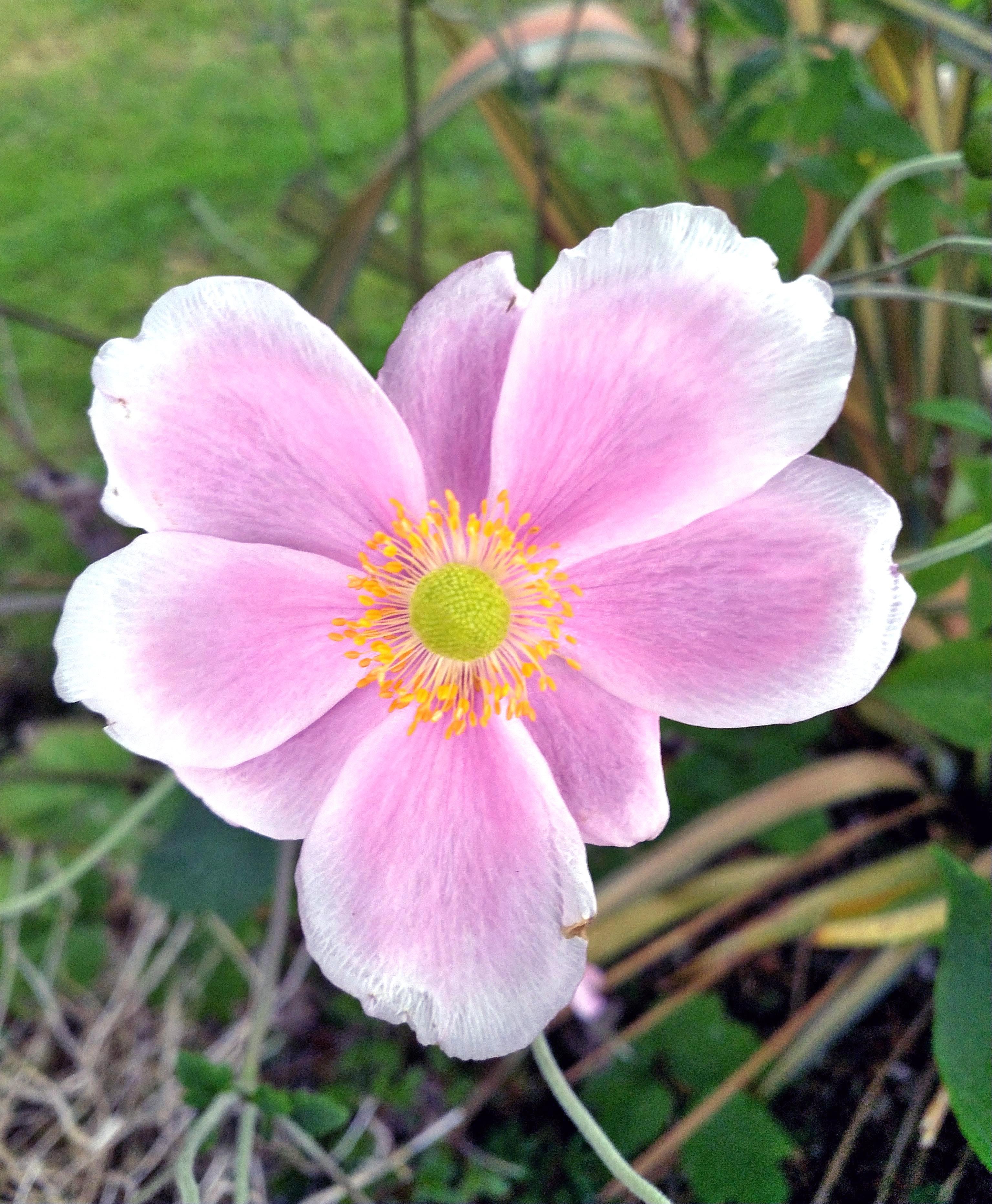 Japanese Anemone