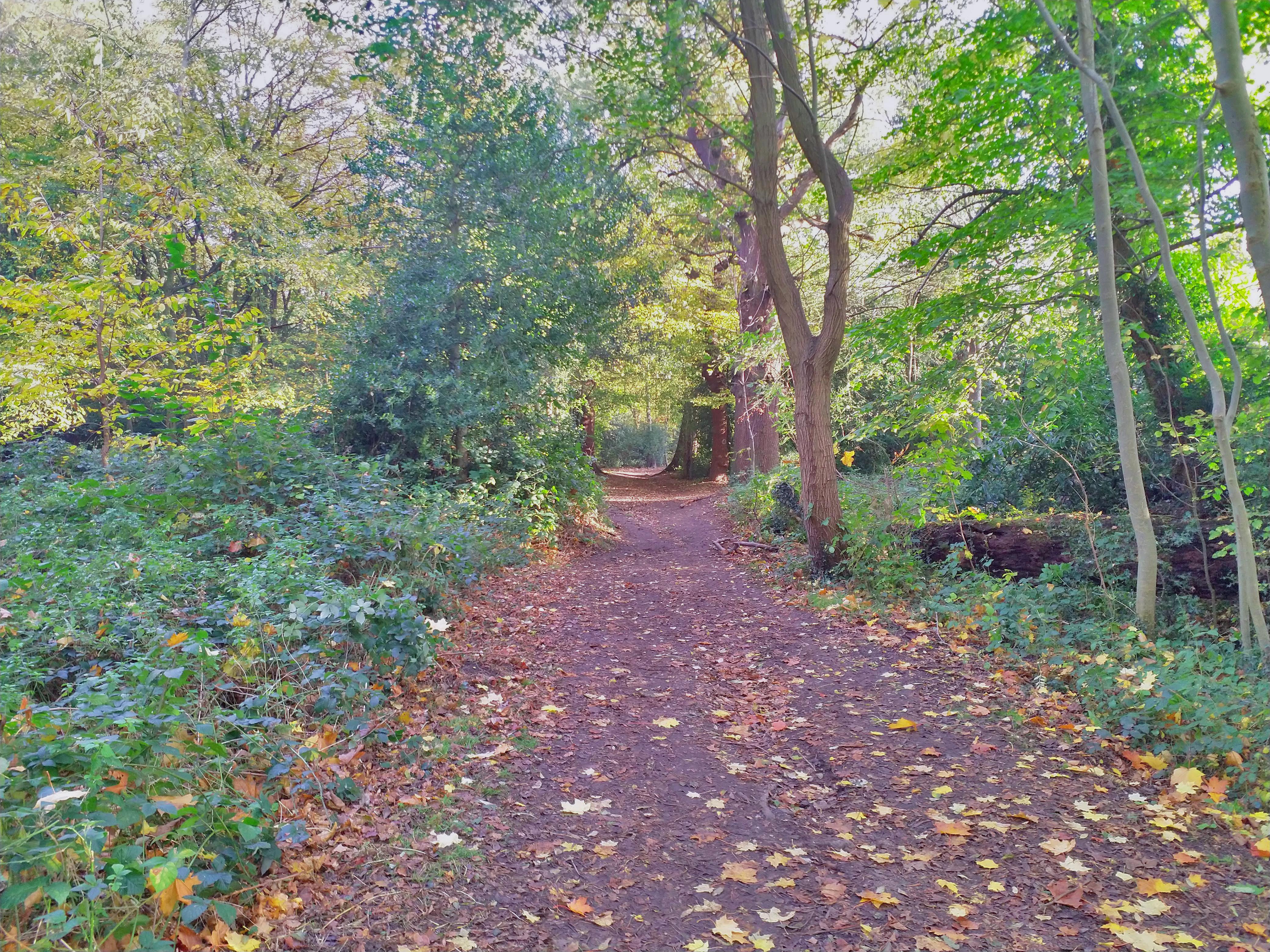 Walking in woodlands