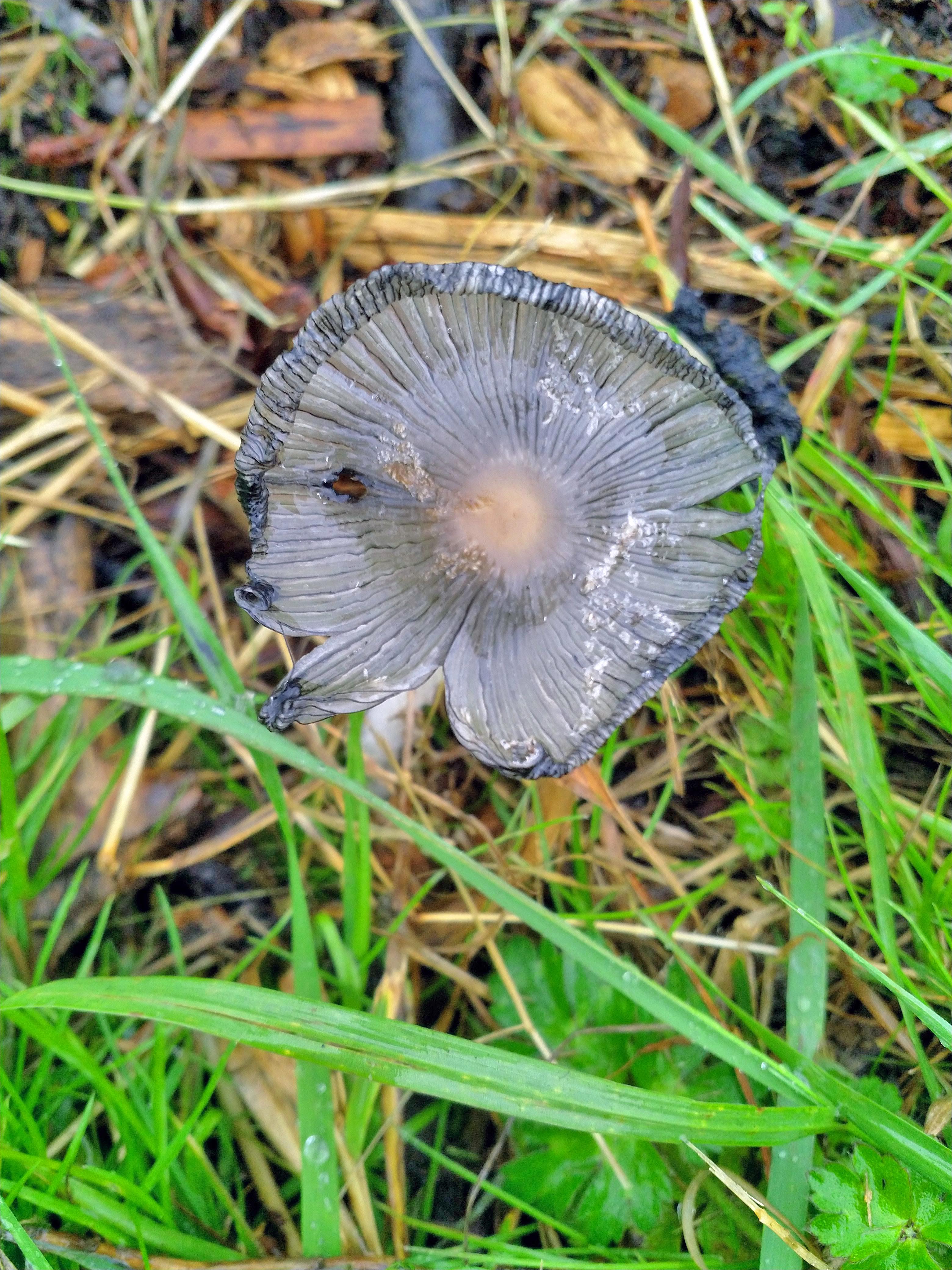 Grey Mushroom
