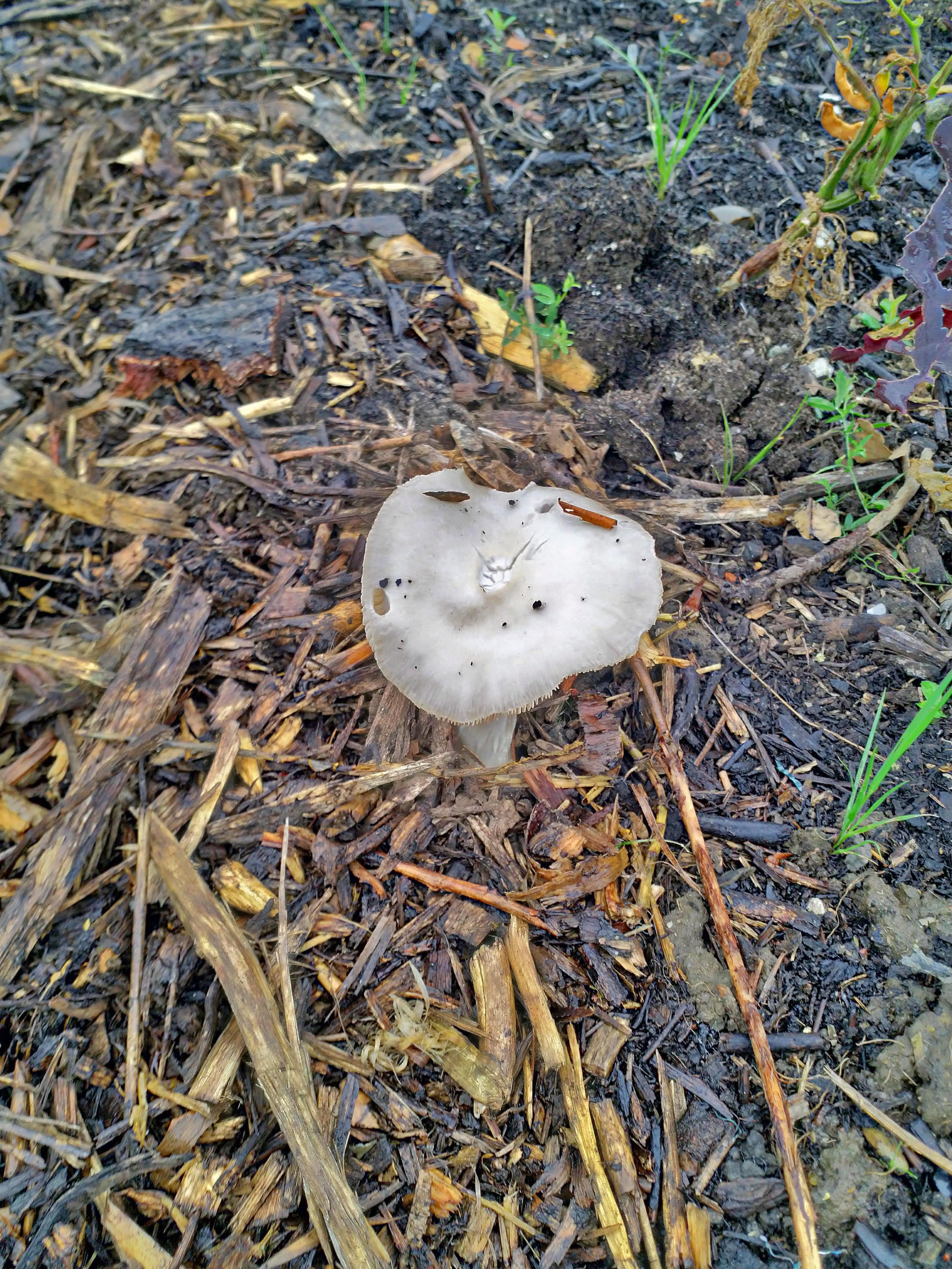 Mushroom in the woods