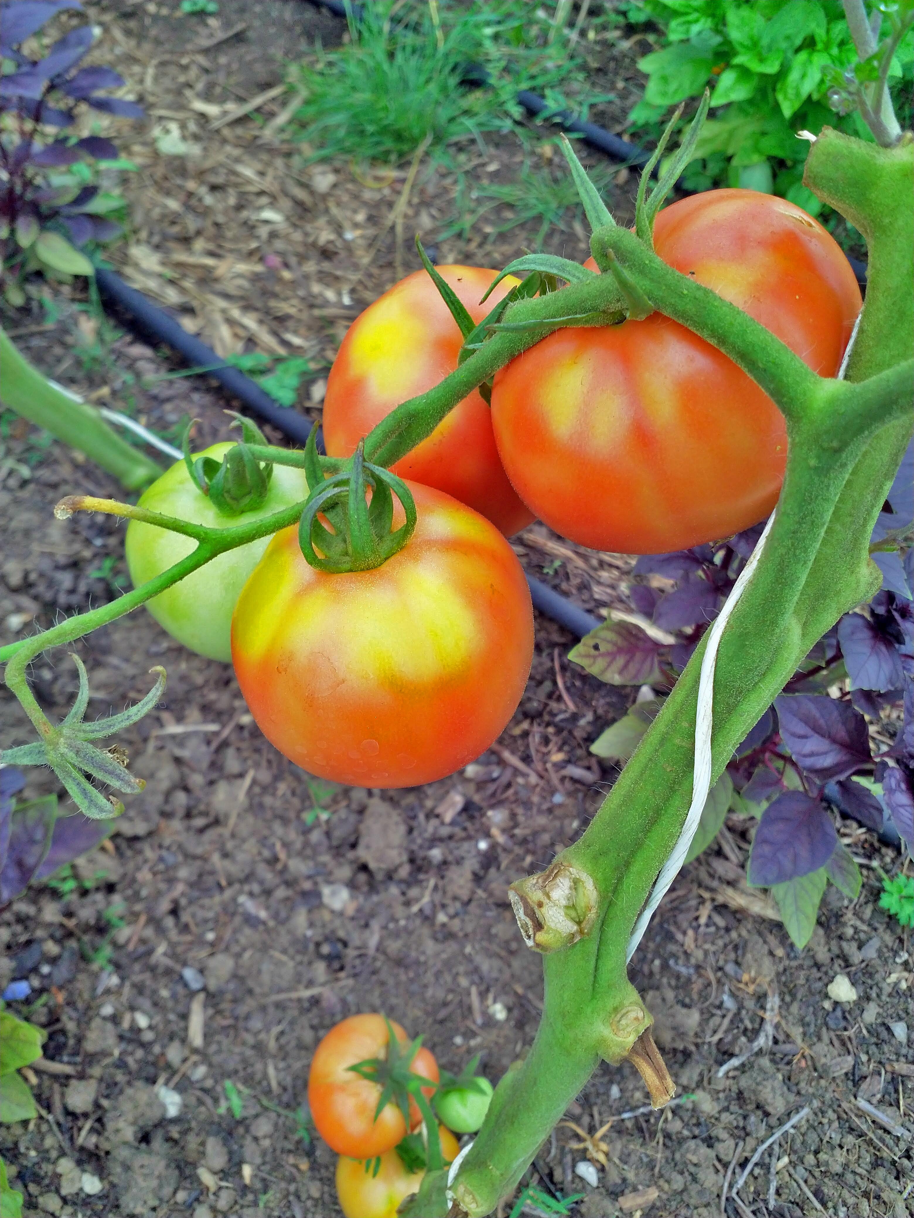 Fresh Juicy Tomatoes