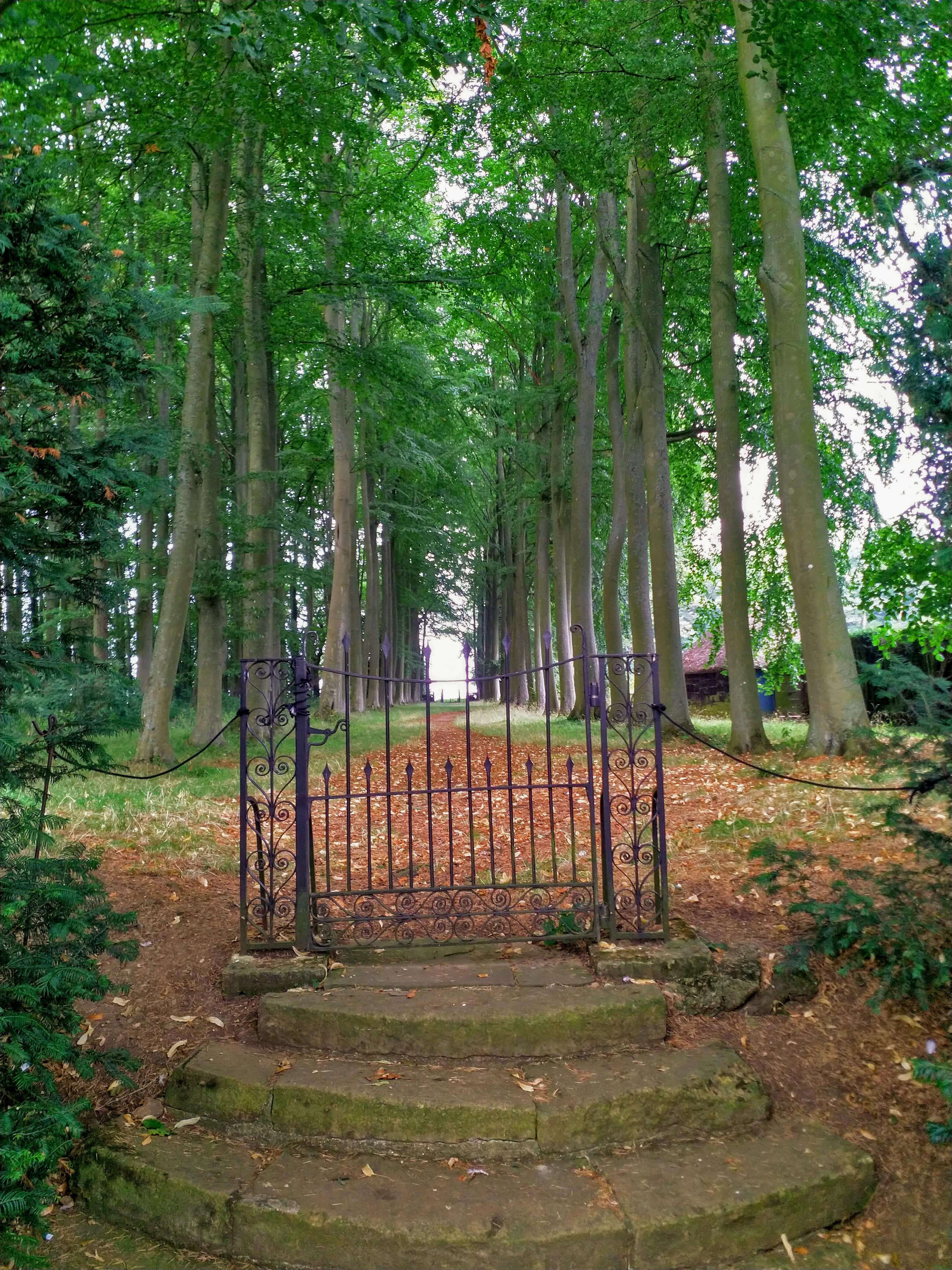 Gate to the Forest