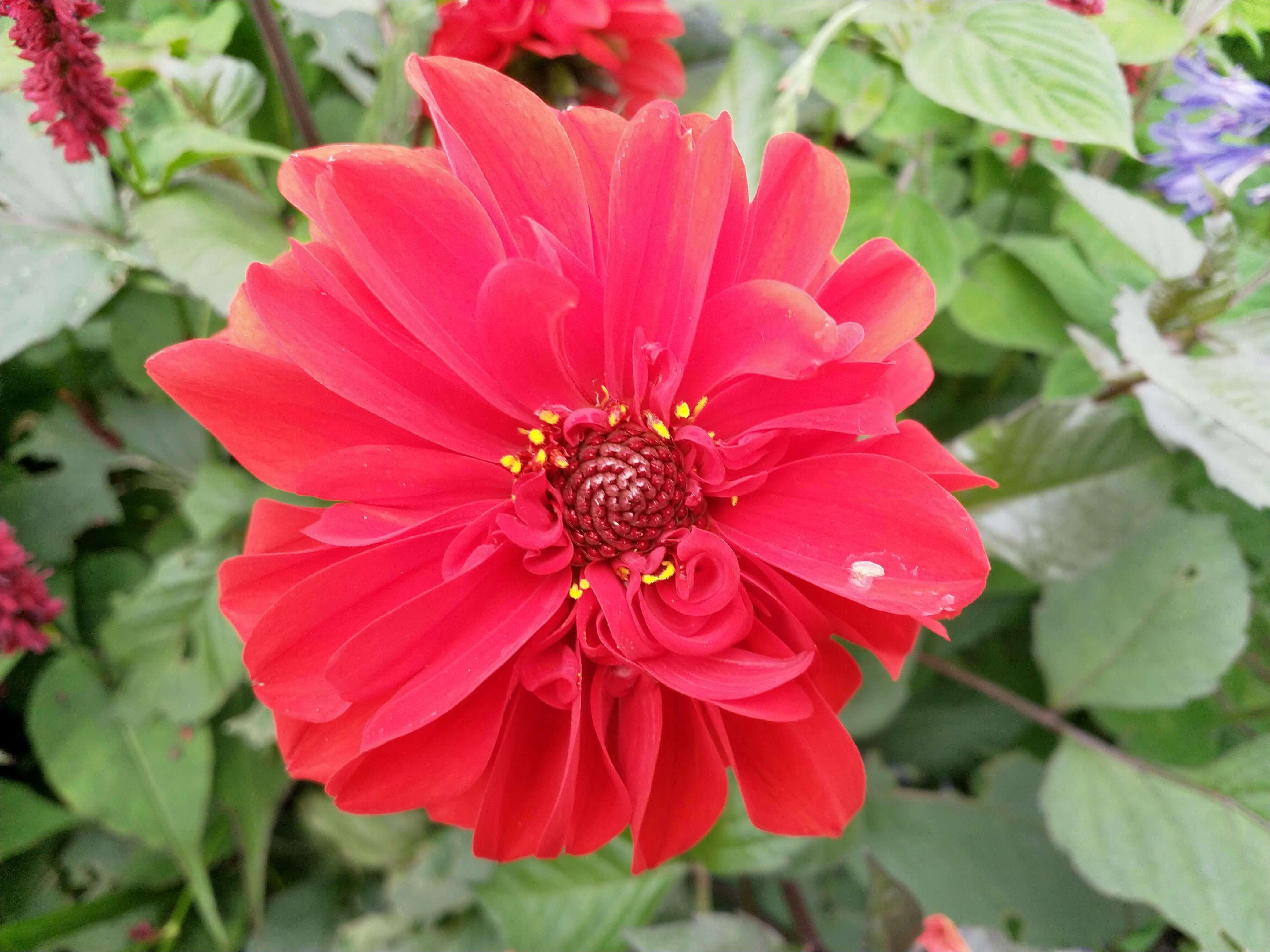 Red Flower