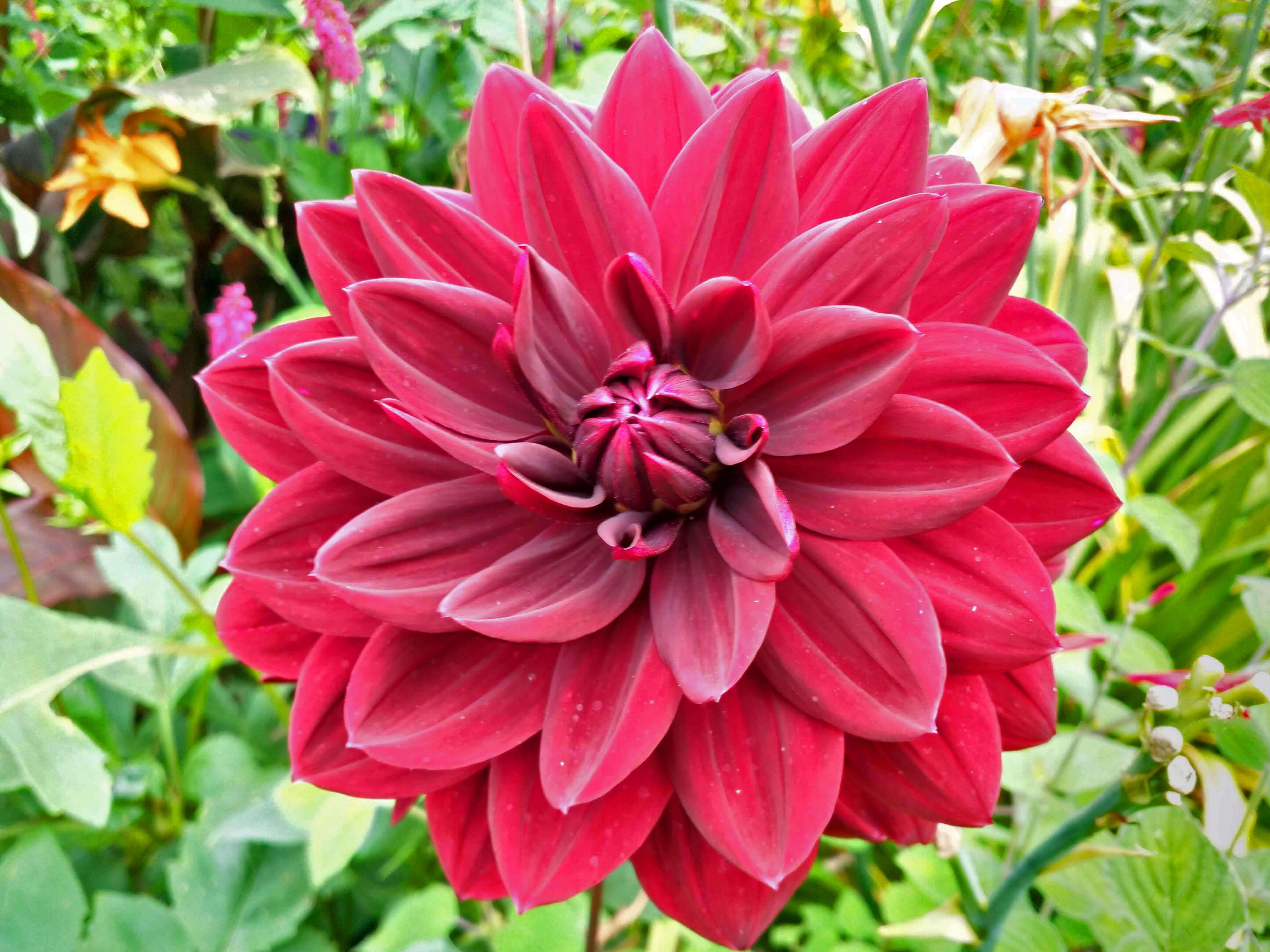 Red Dhalia
