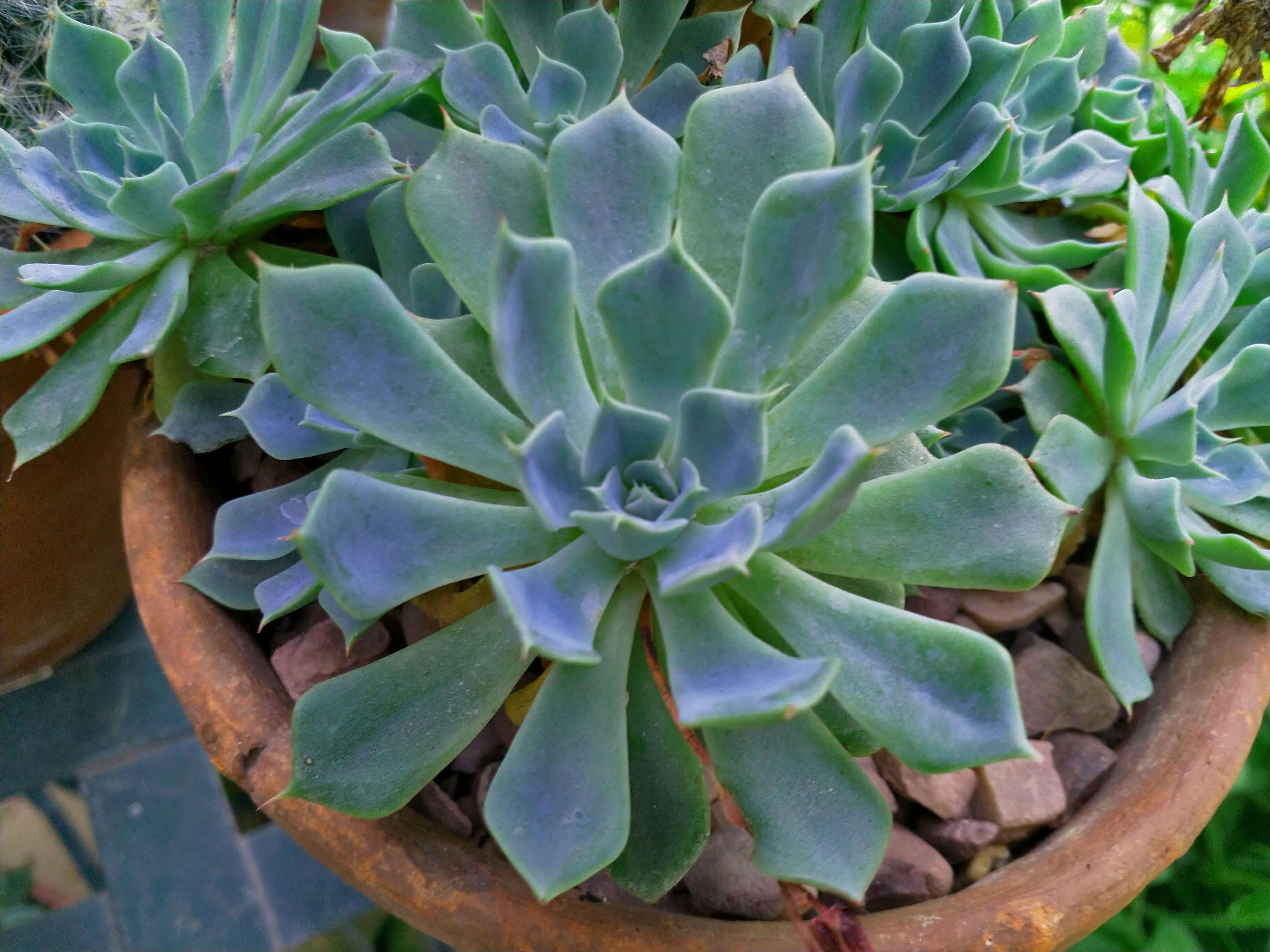 Flame shaped Succulent