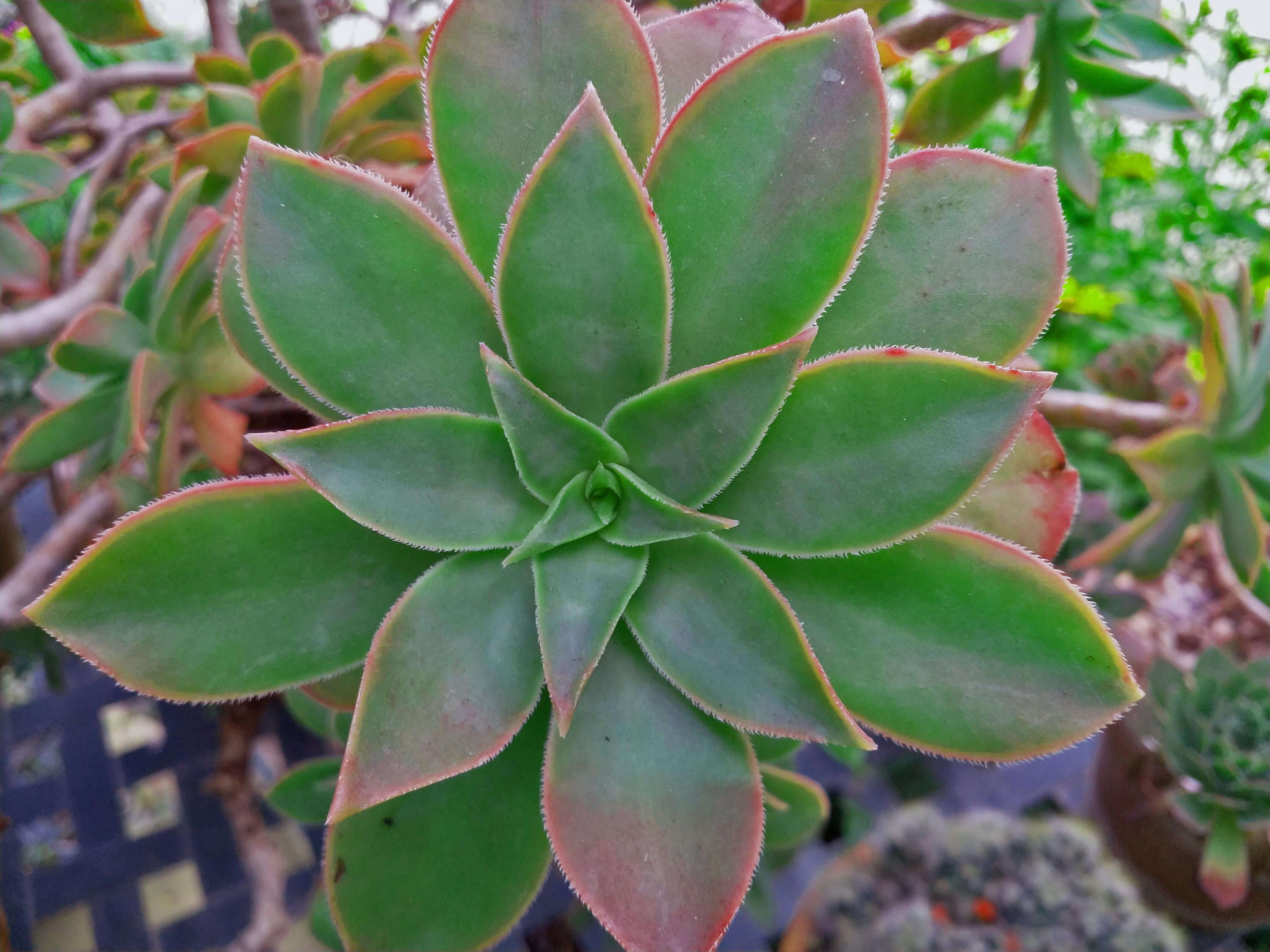 Geometric Succulent