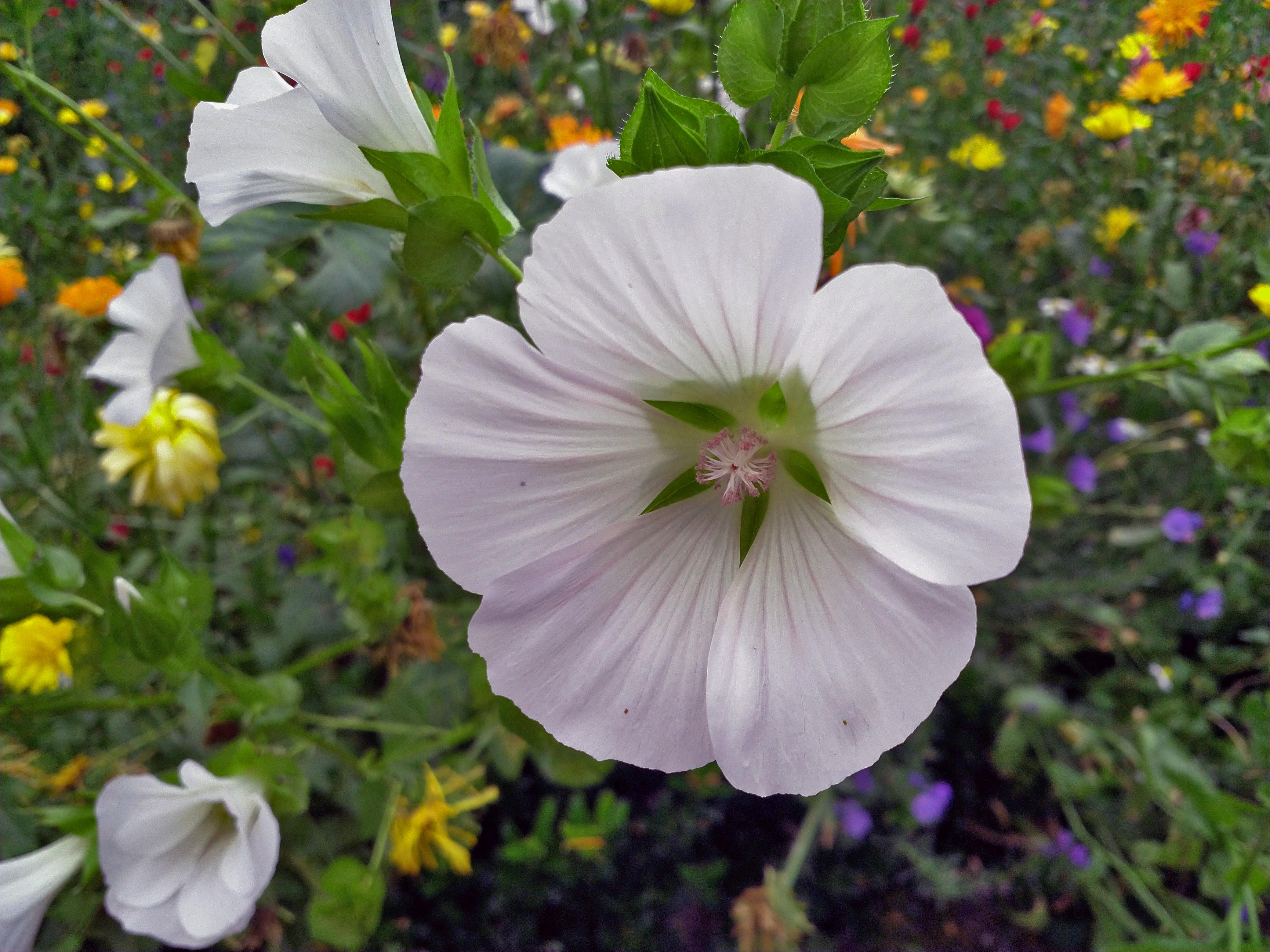 Trumpet Flower Datura