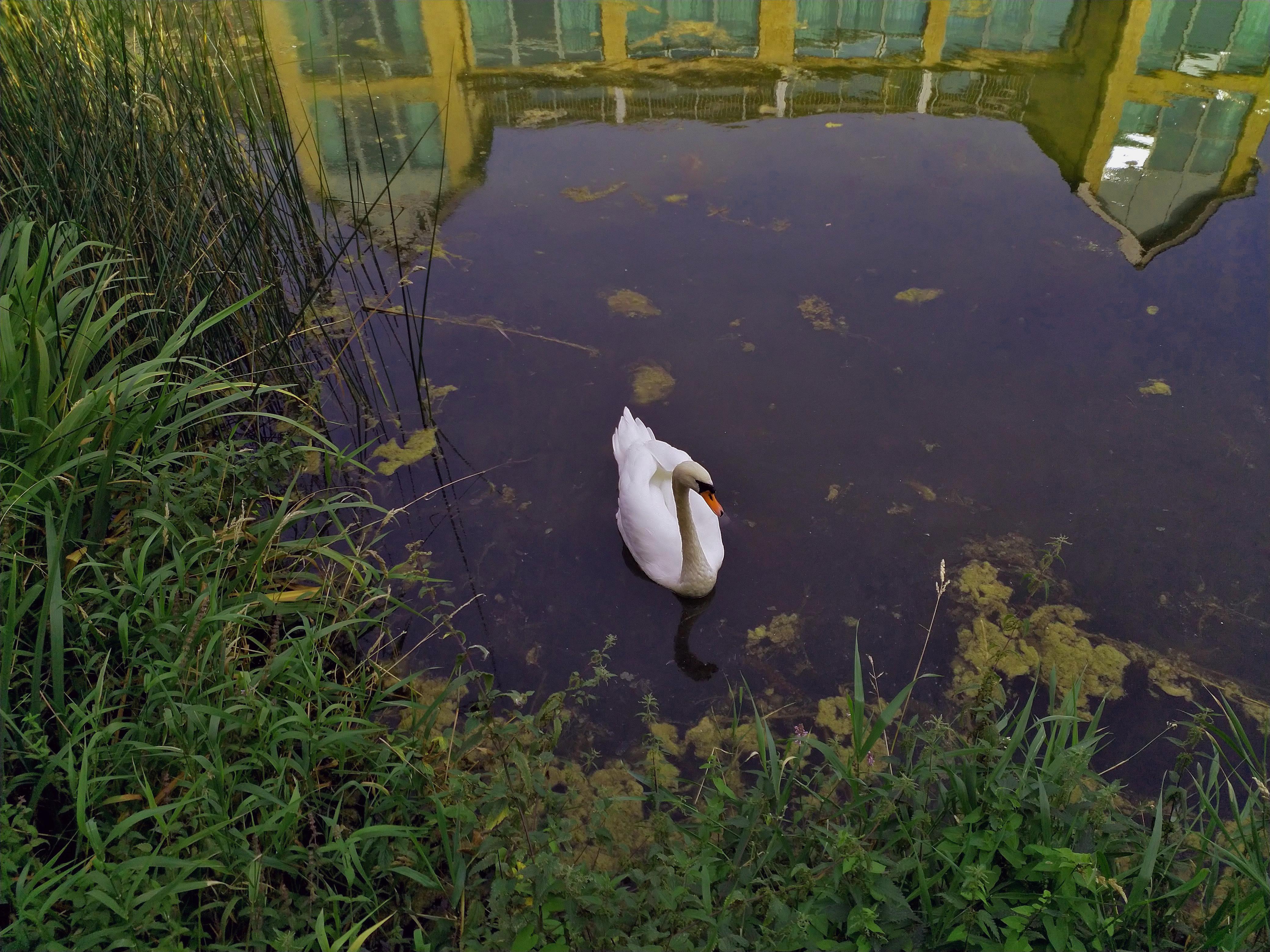 Lonely swan