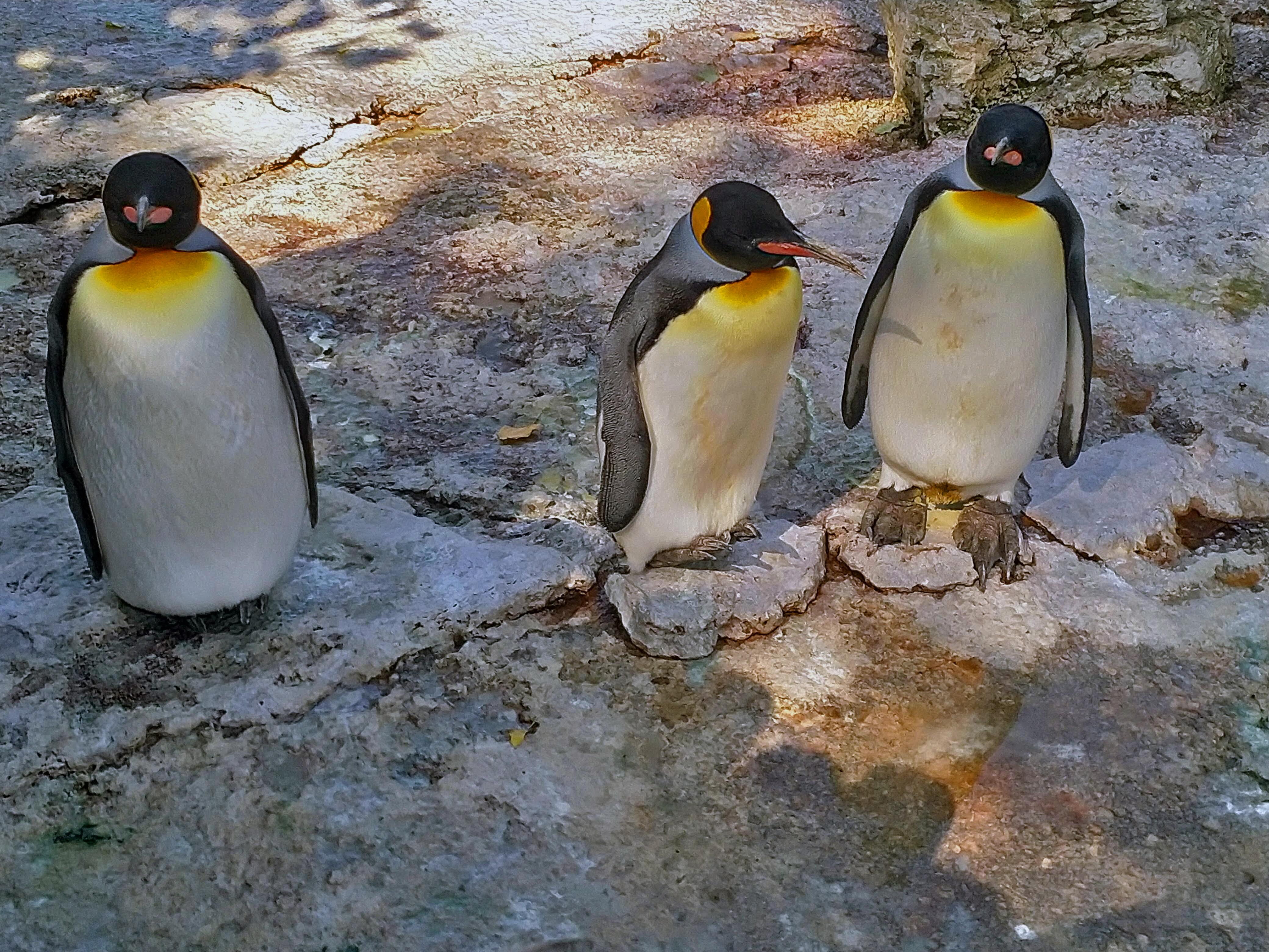 Penguins