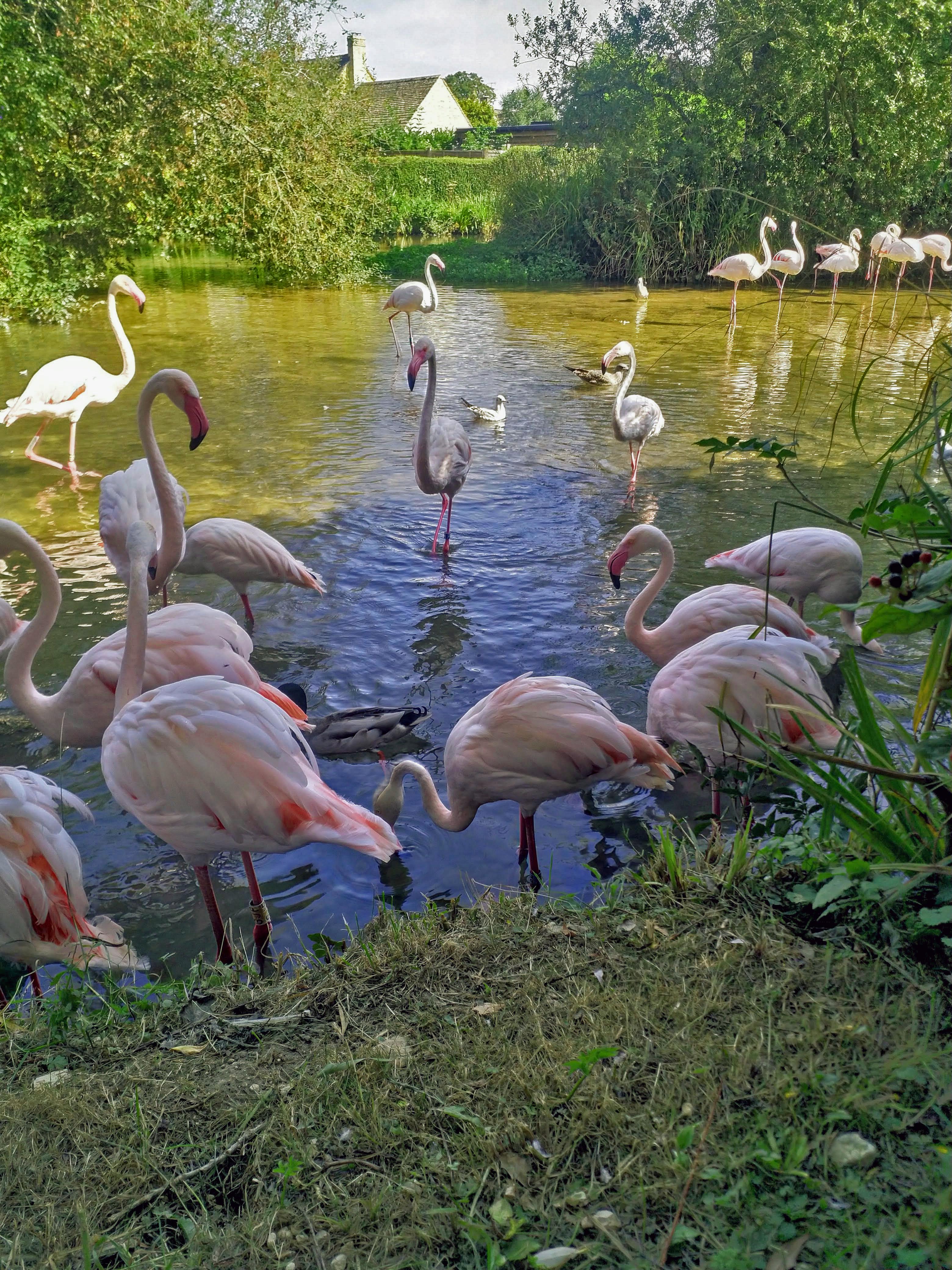 Flamigno's having lunch
