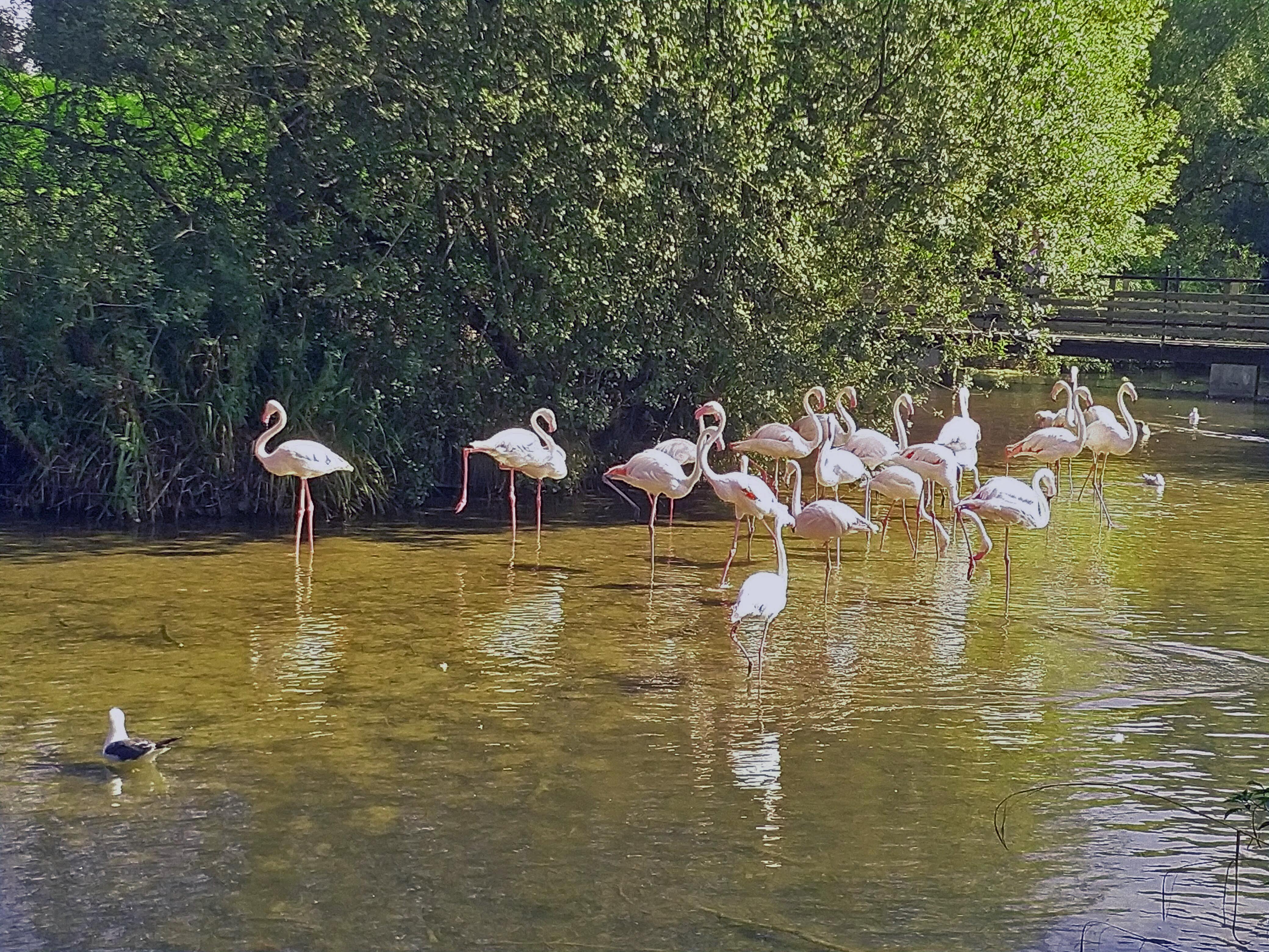 Flamingo's enjoying the sun
