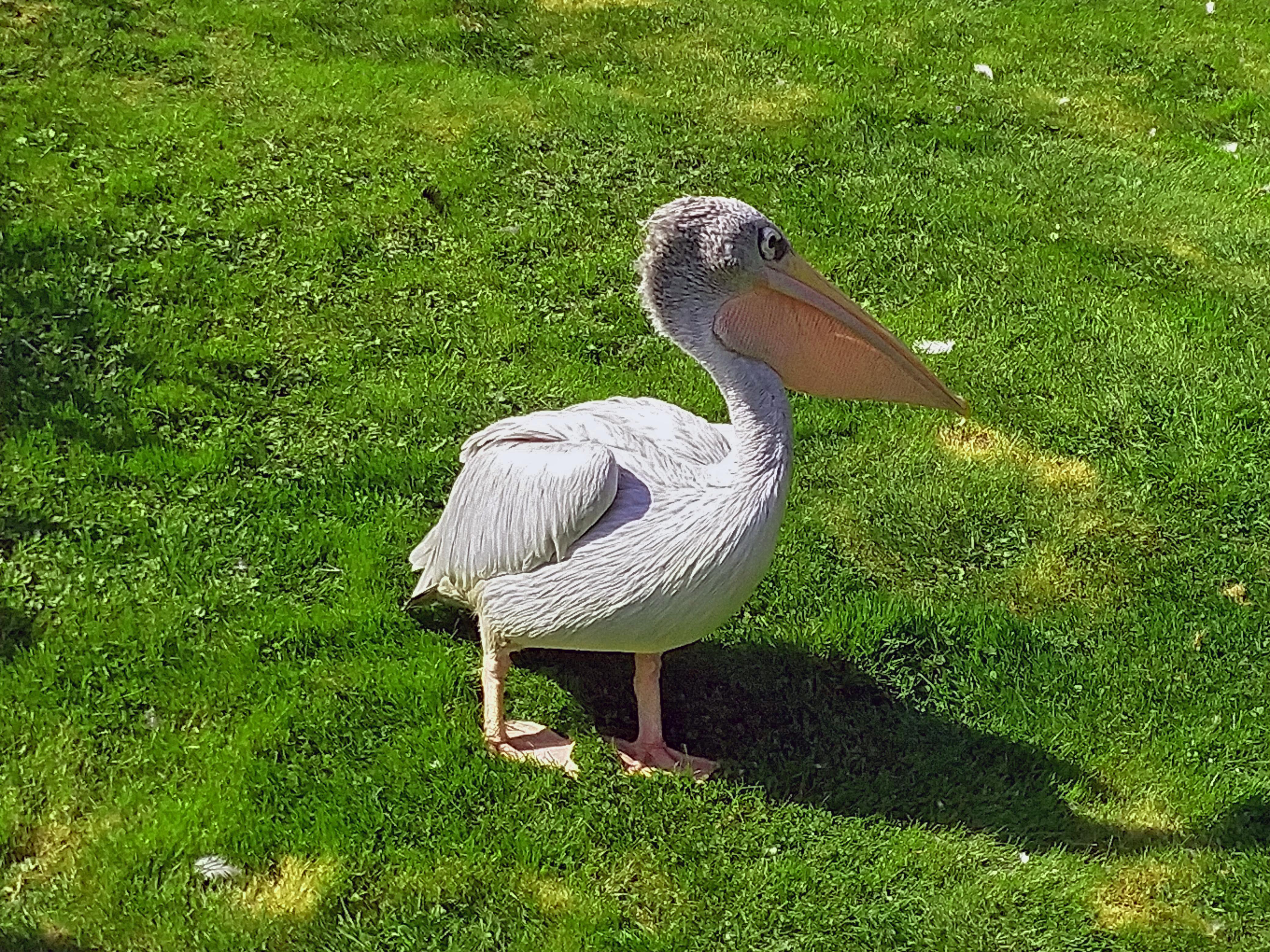 Friendly Pelican