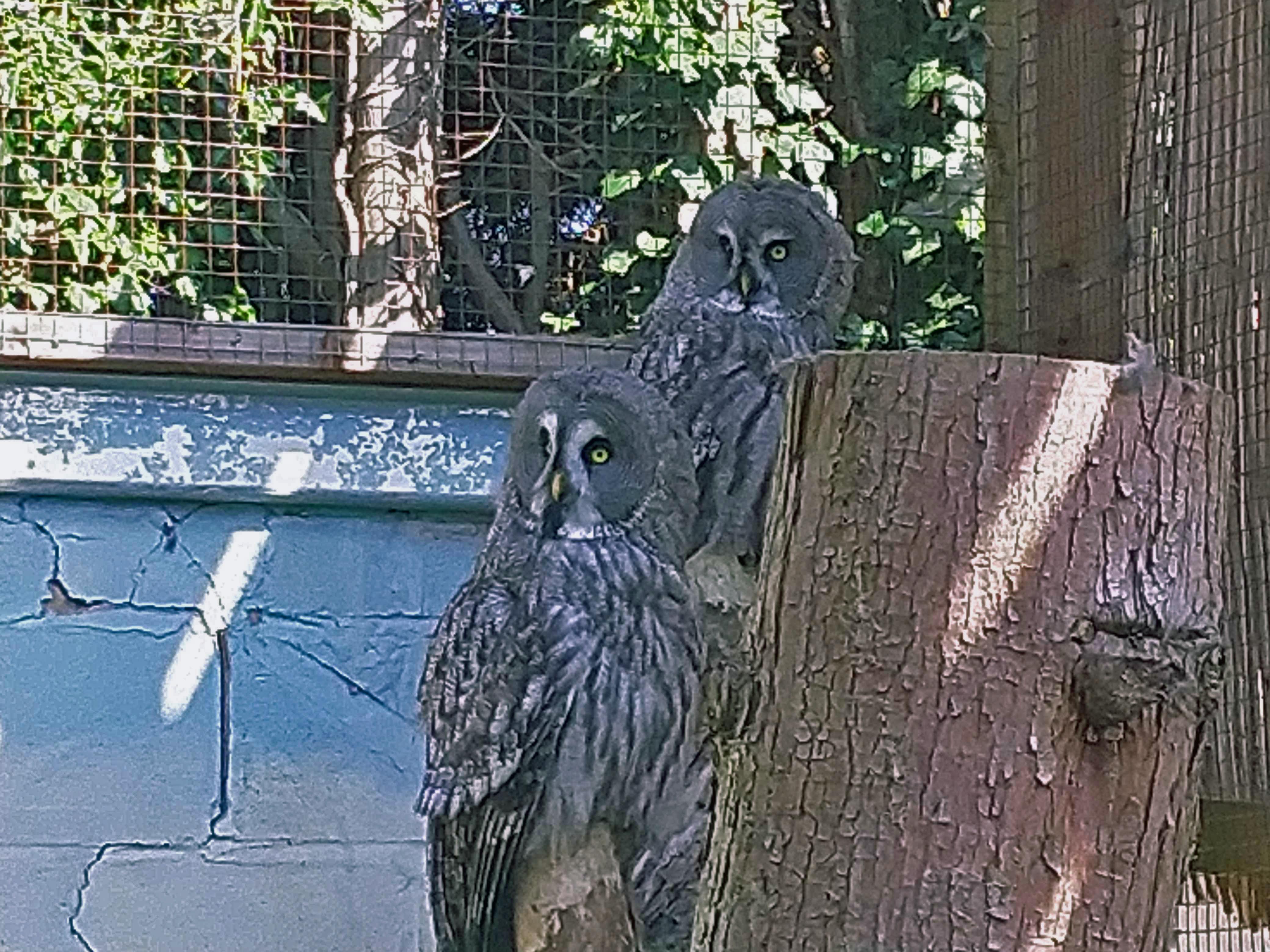 Great Grey Owl's