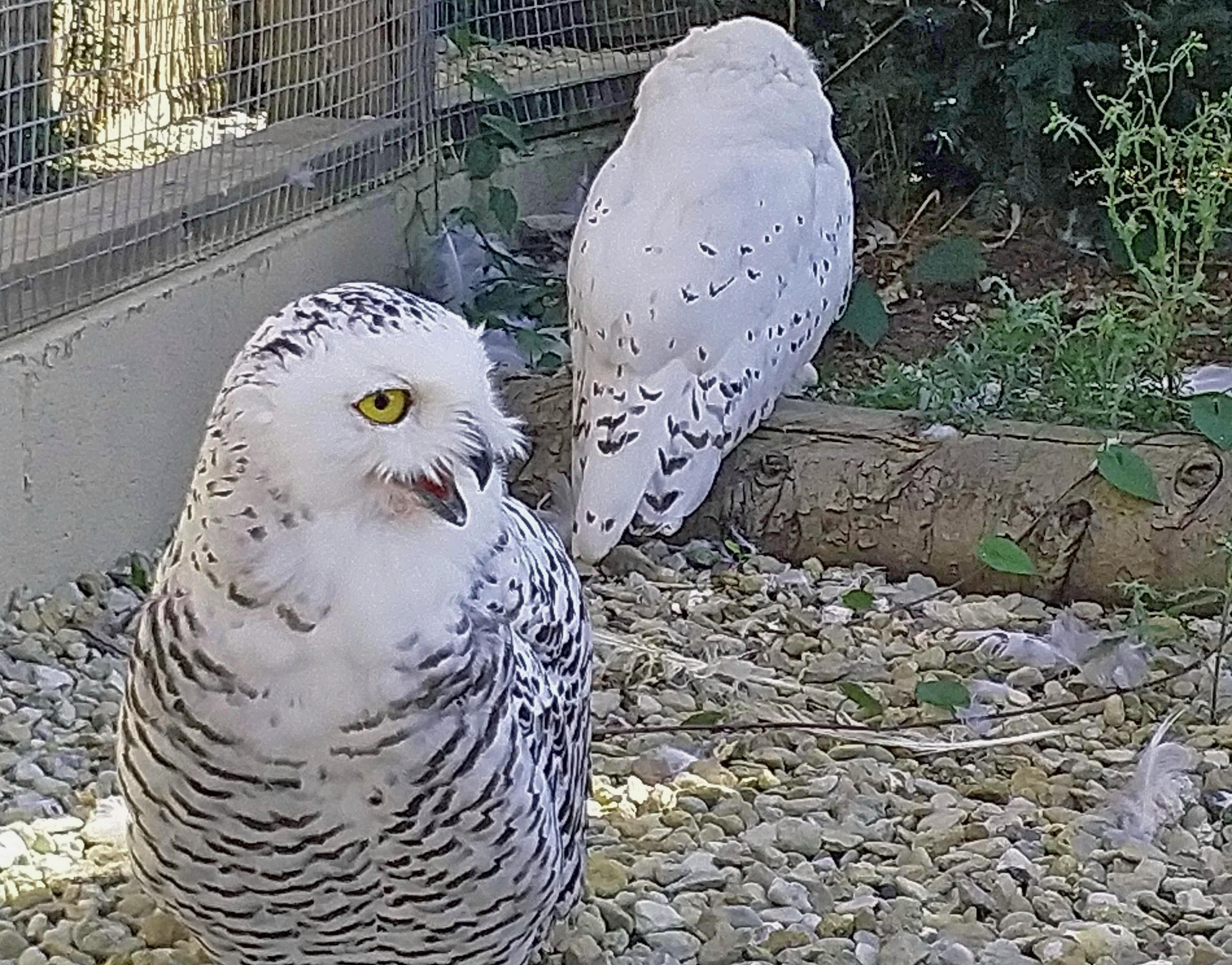 Snowy owls