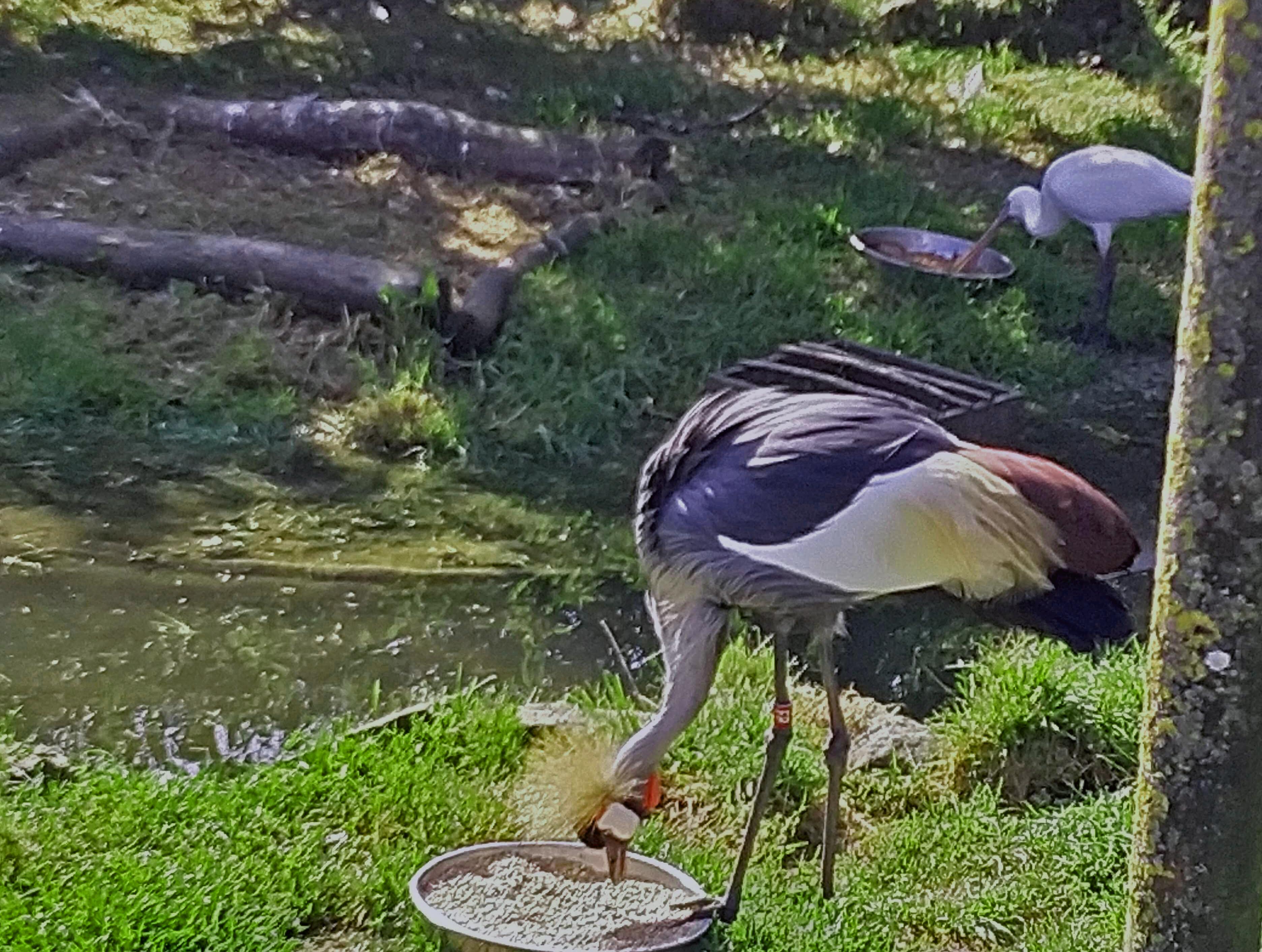 East African Crowned Crane