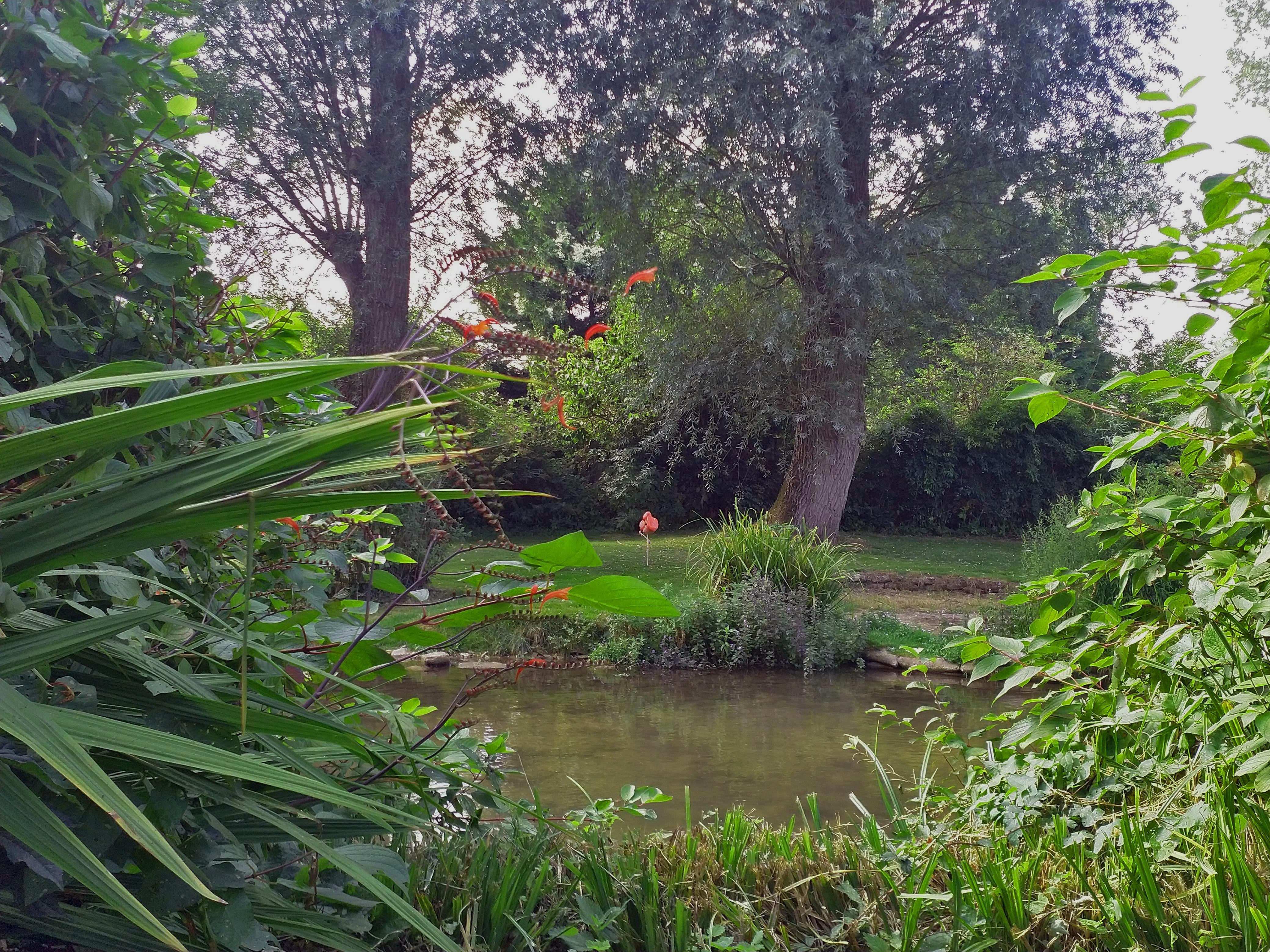 Flamingo in the distance