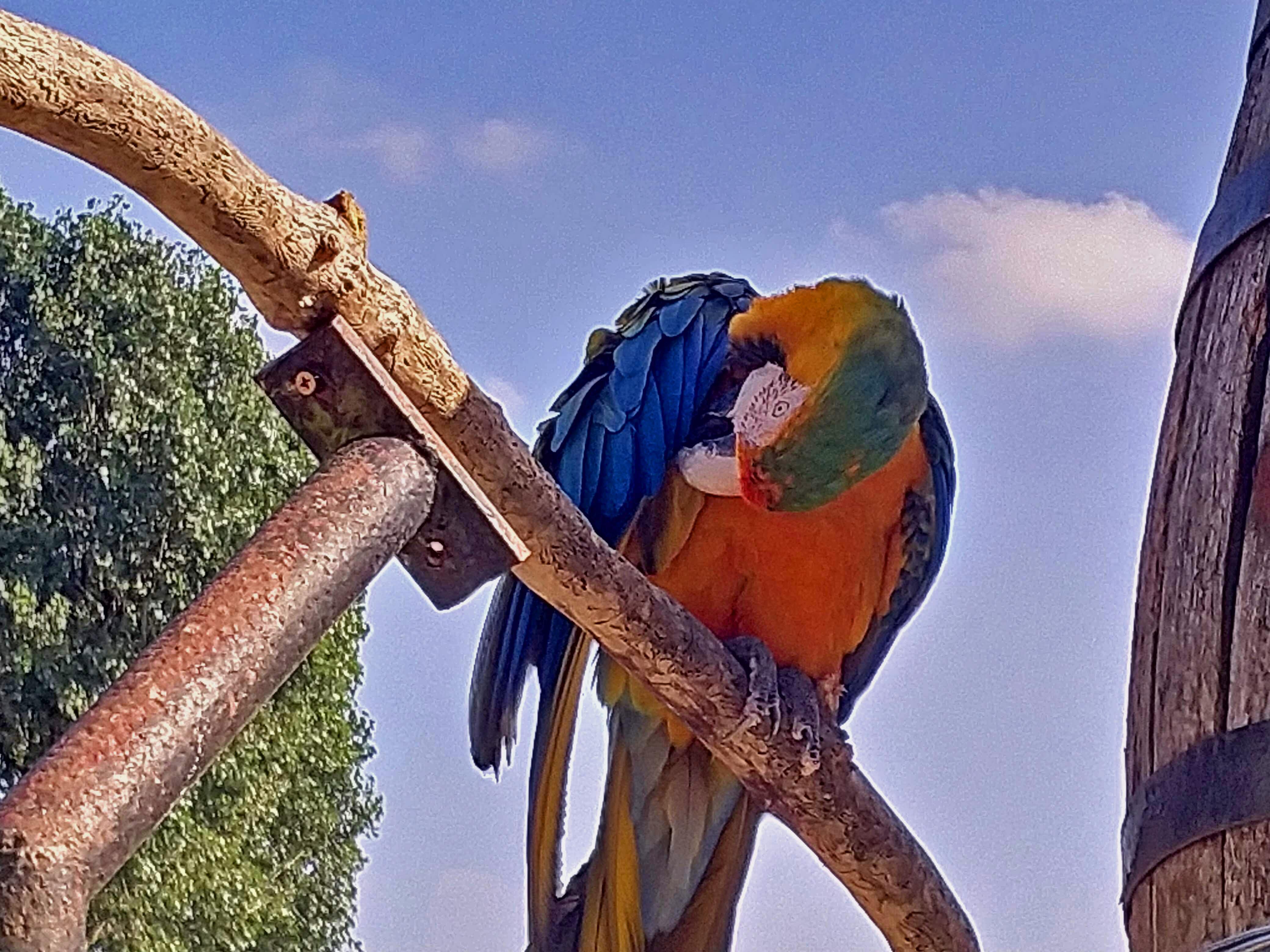 Colourful Parrot
