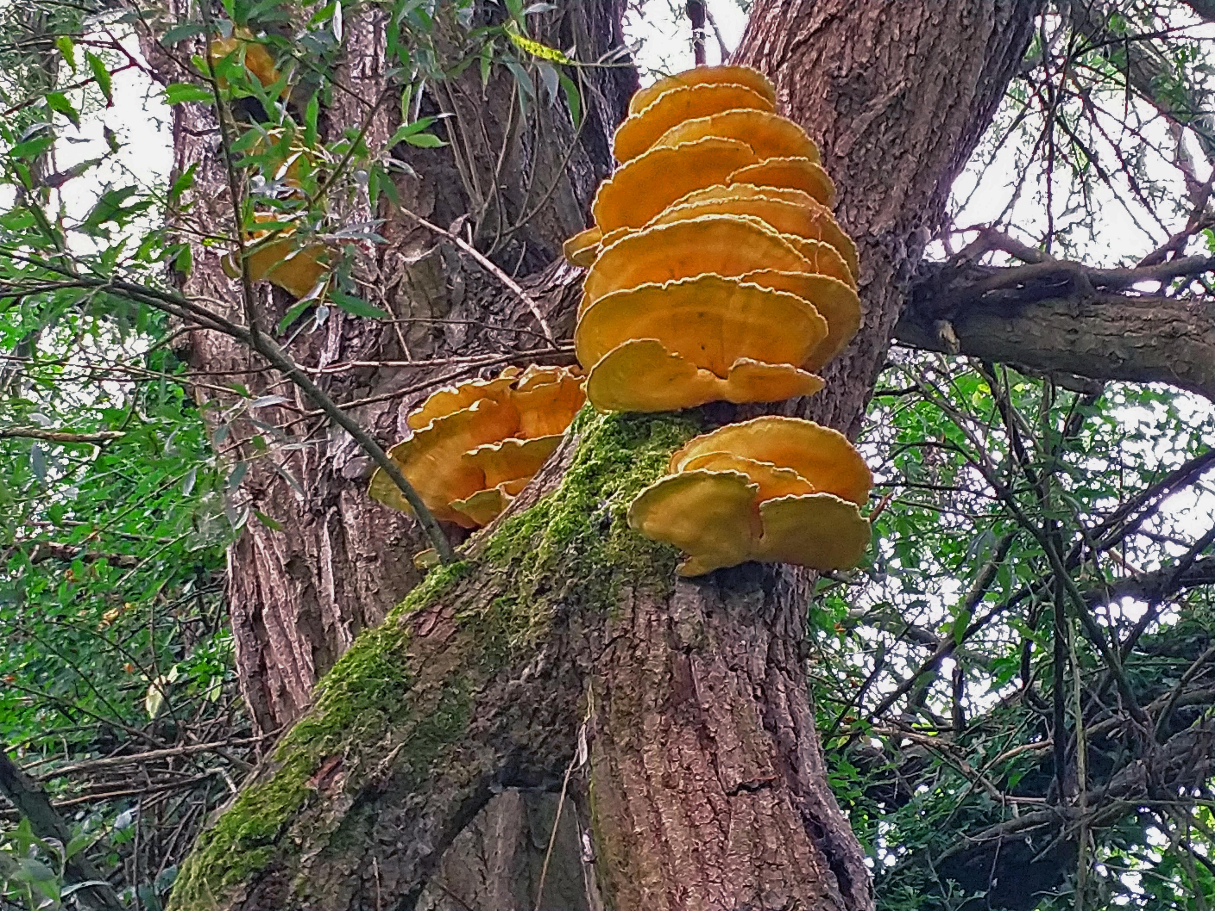 Fungi Discs