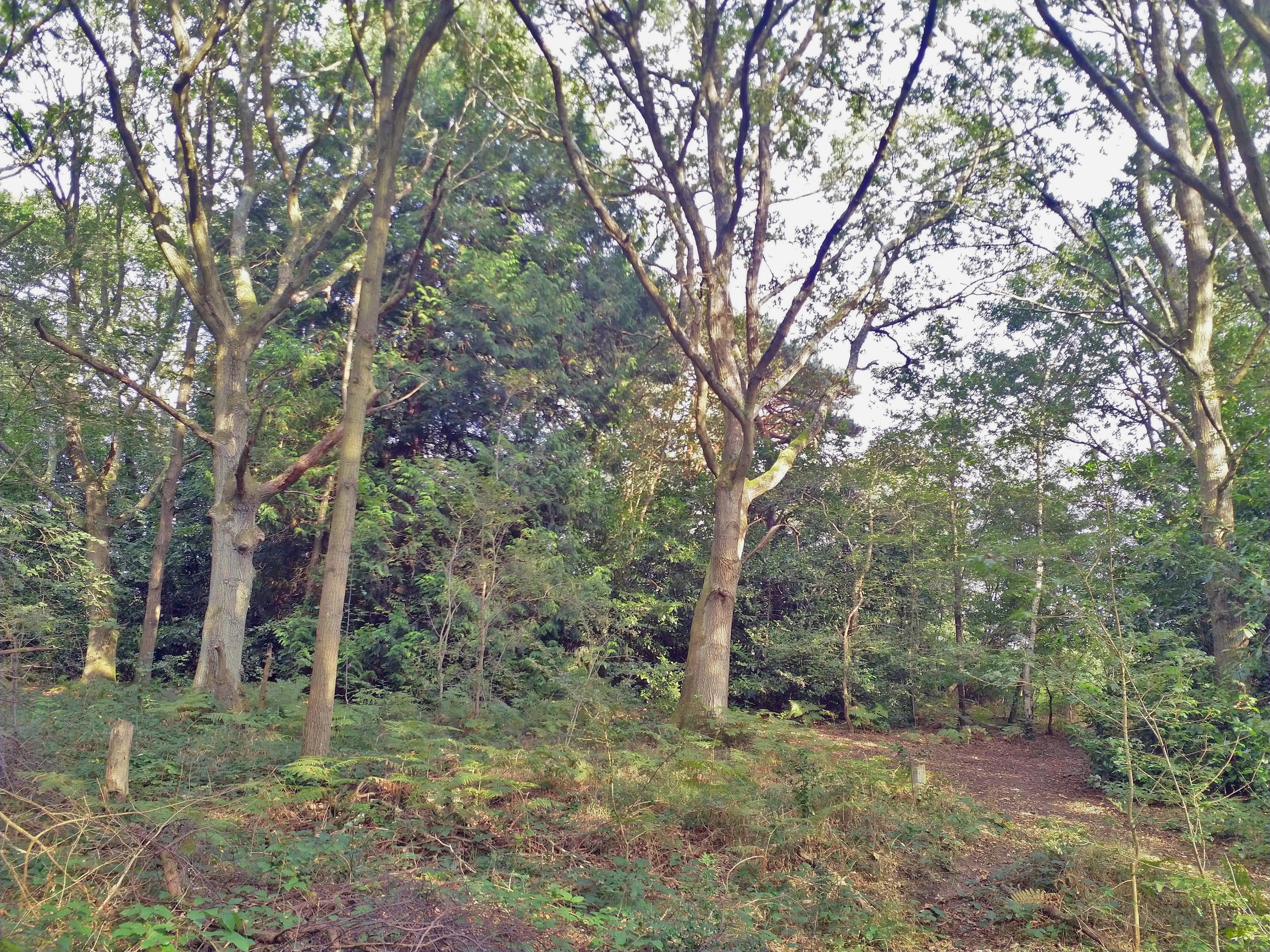 Barnet Woods