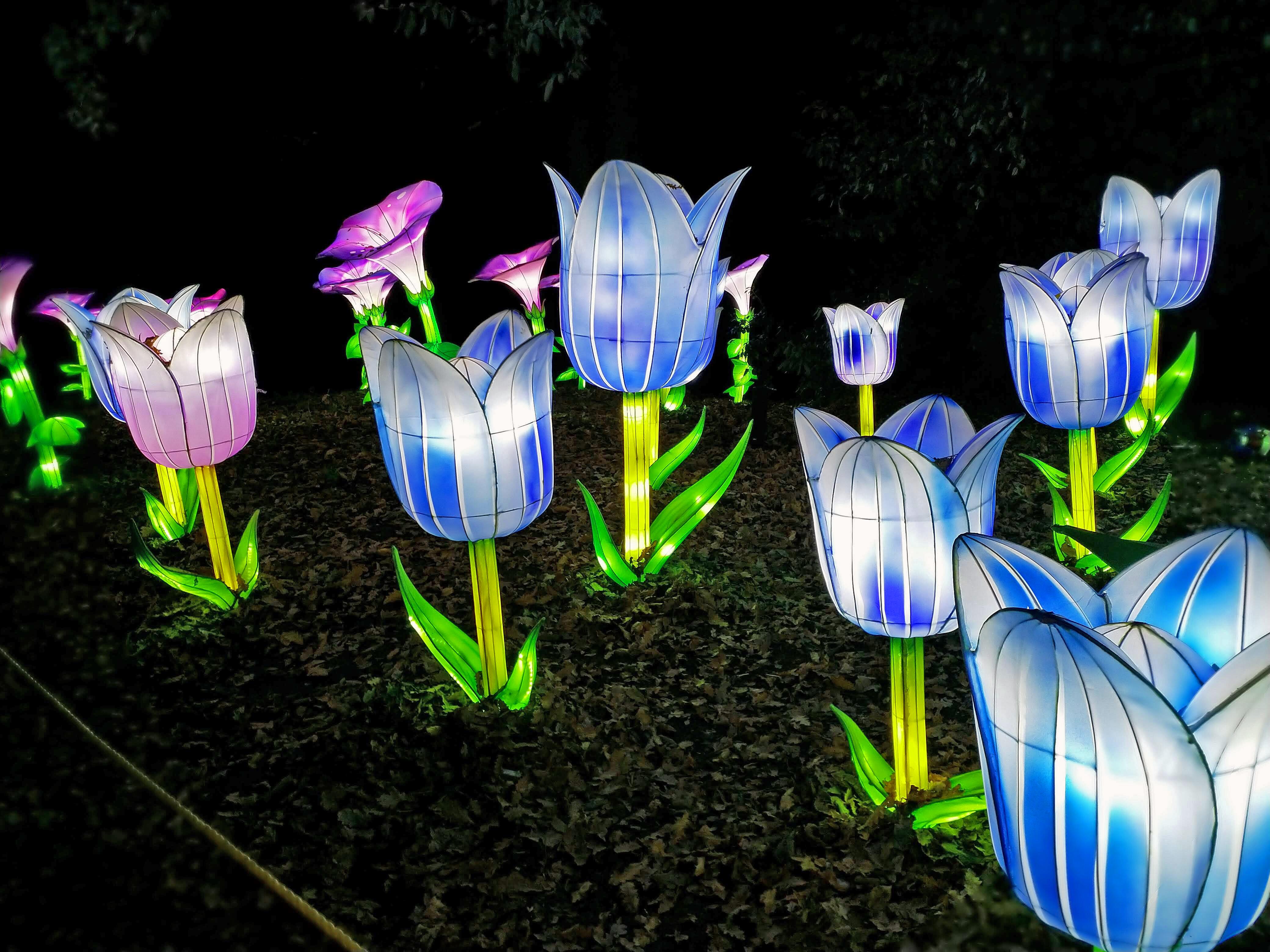 Lightopia Tulips