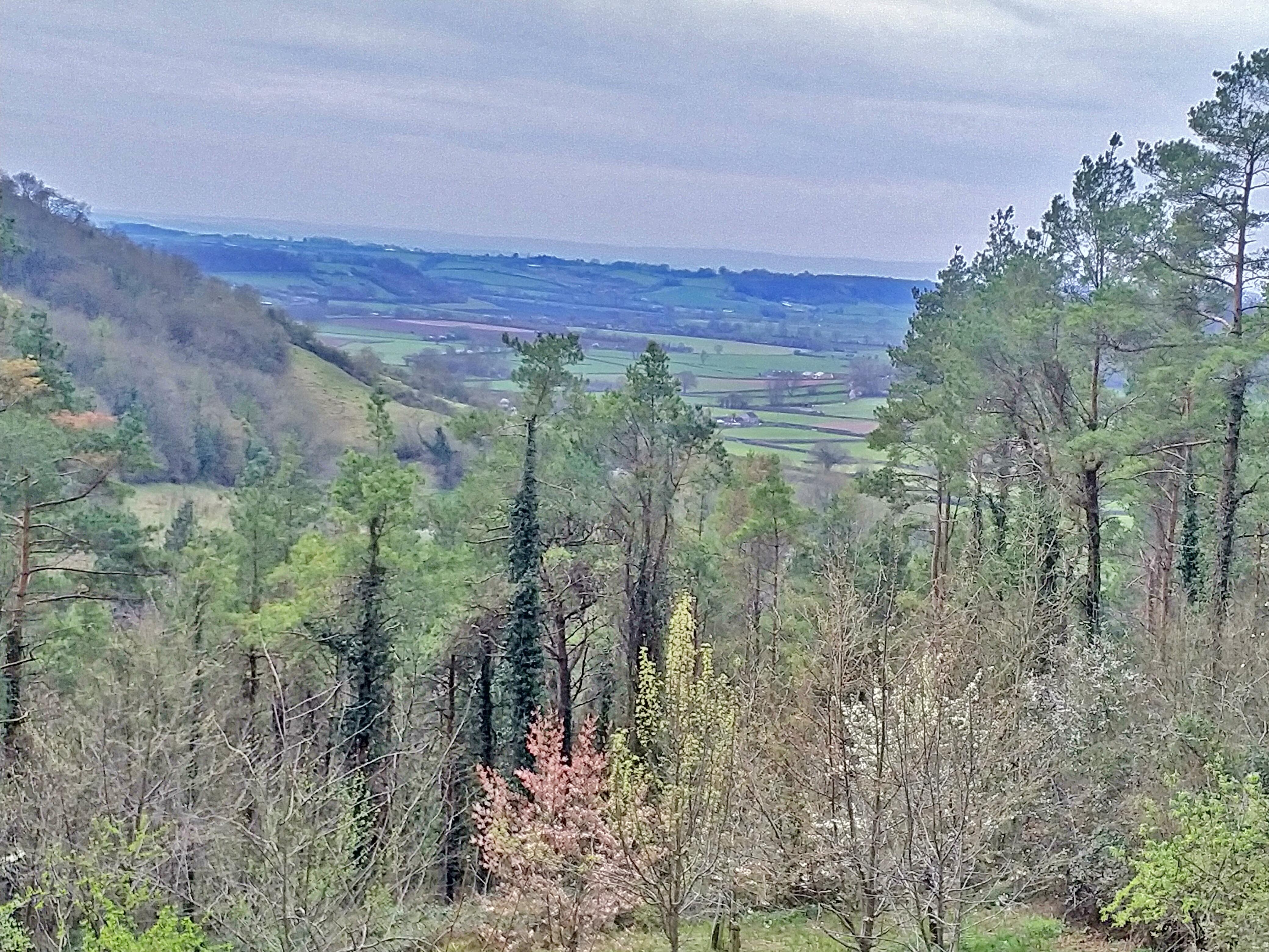 Overlooking the Woods