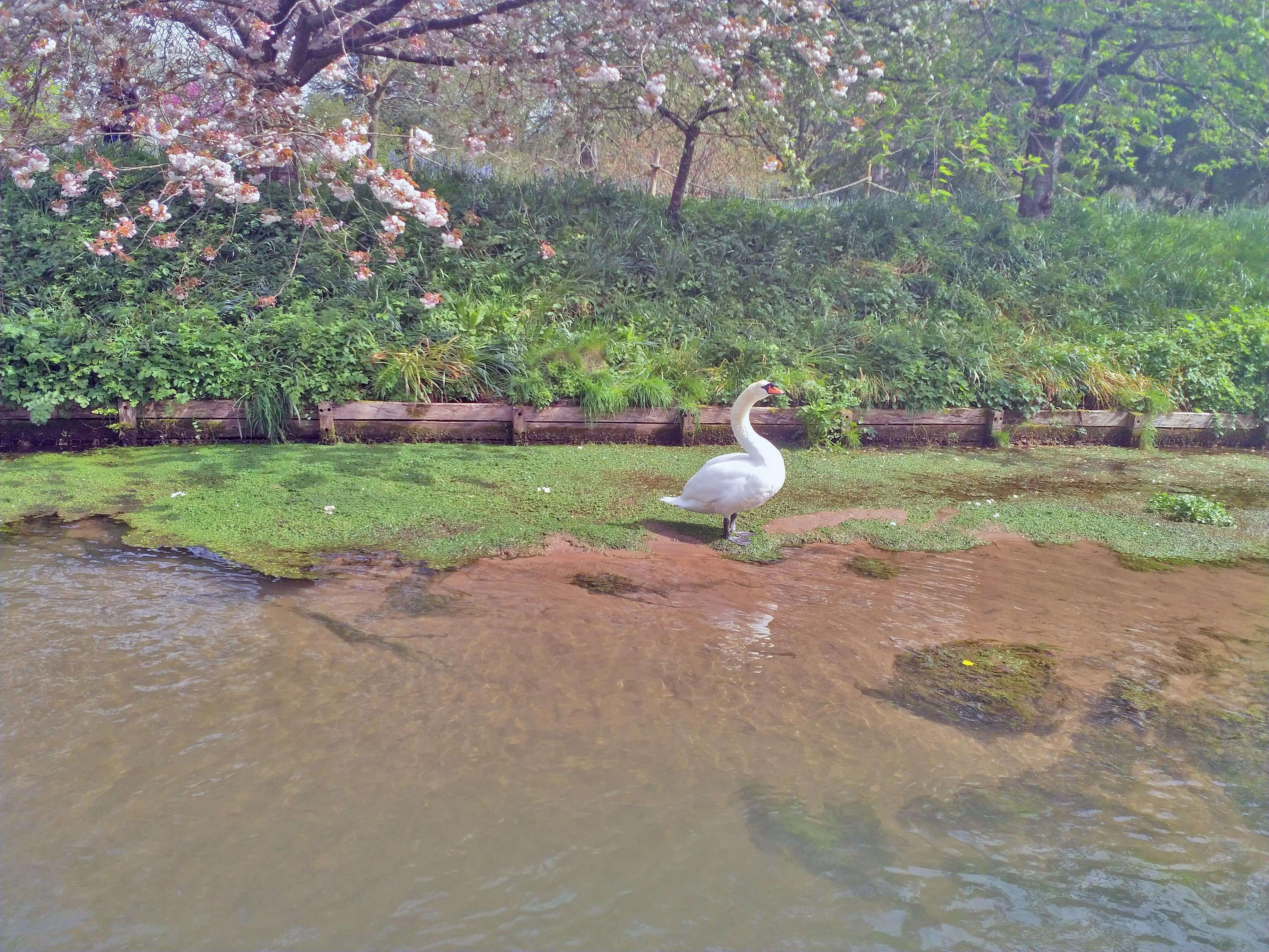 Swan in the sunshine
