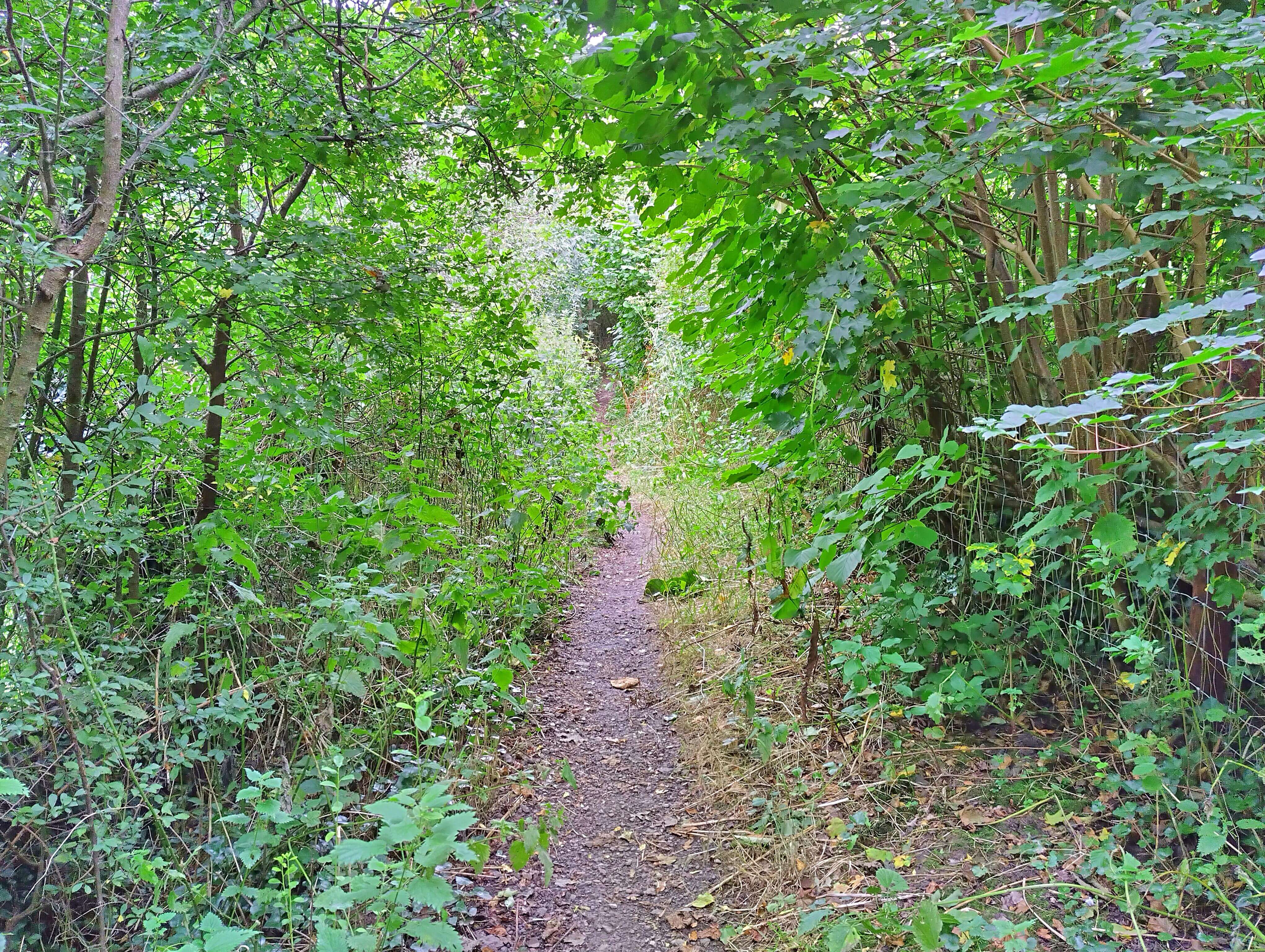 Woodlands of Glastonbury