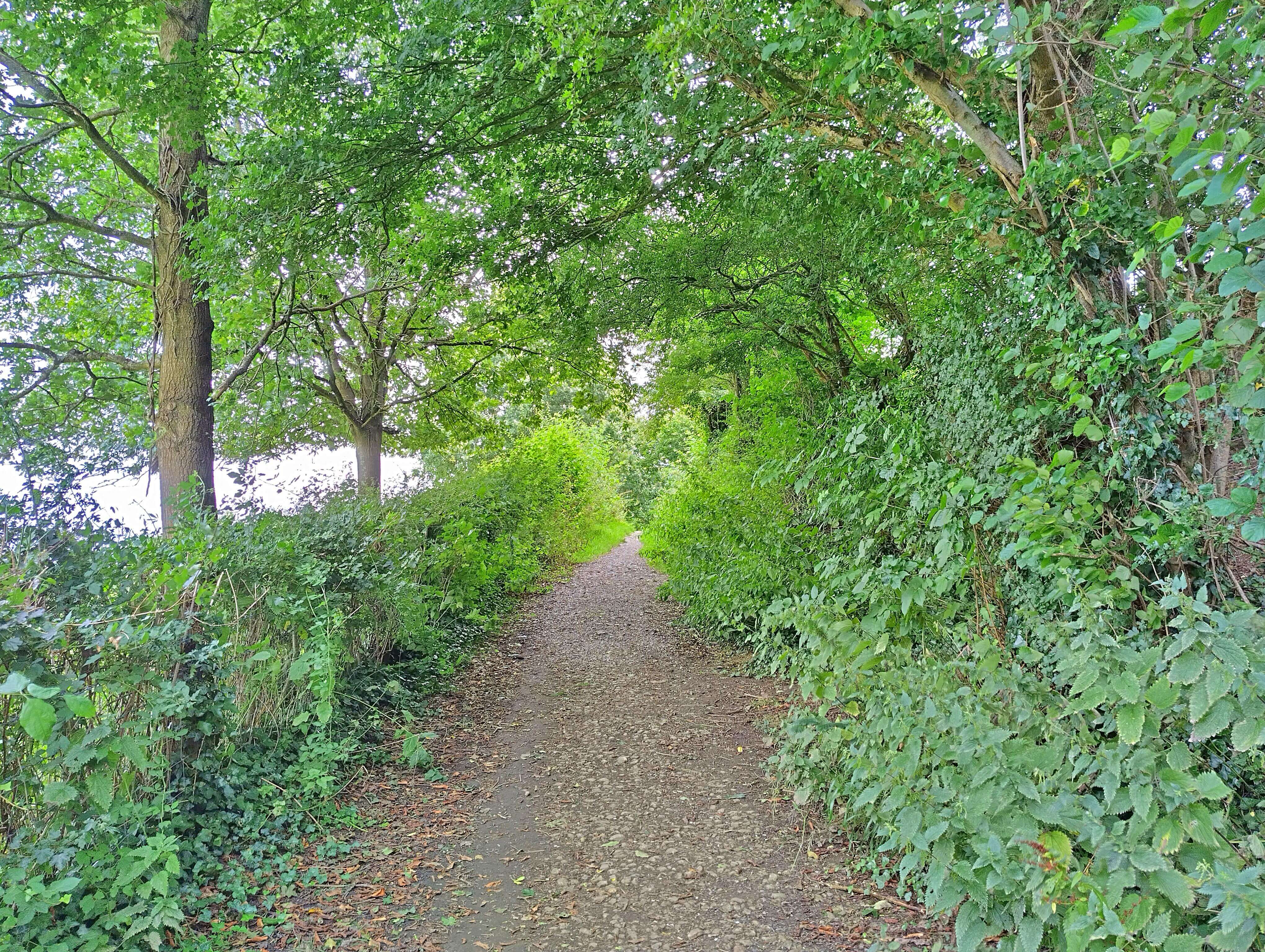 Nature in Glastonbury