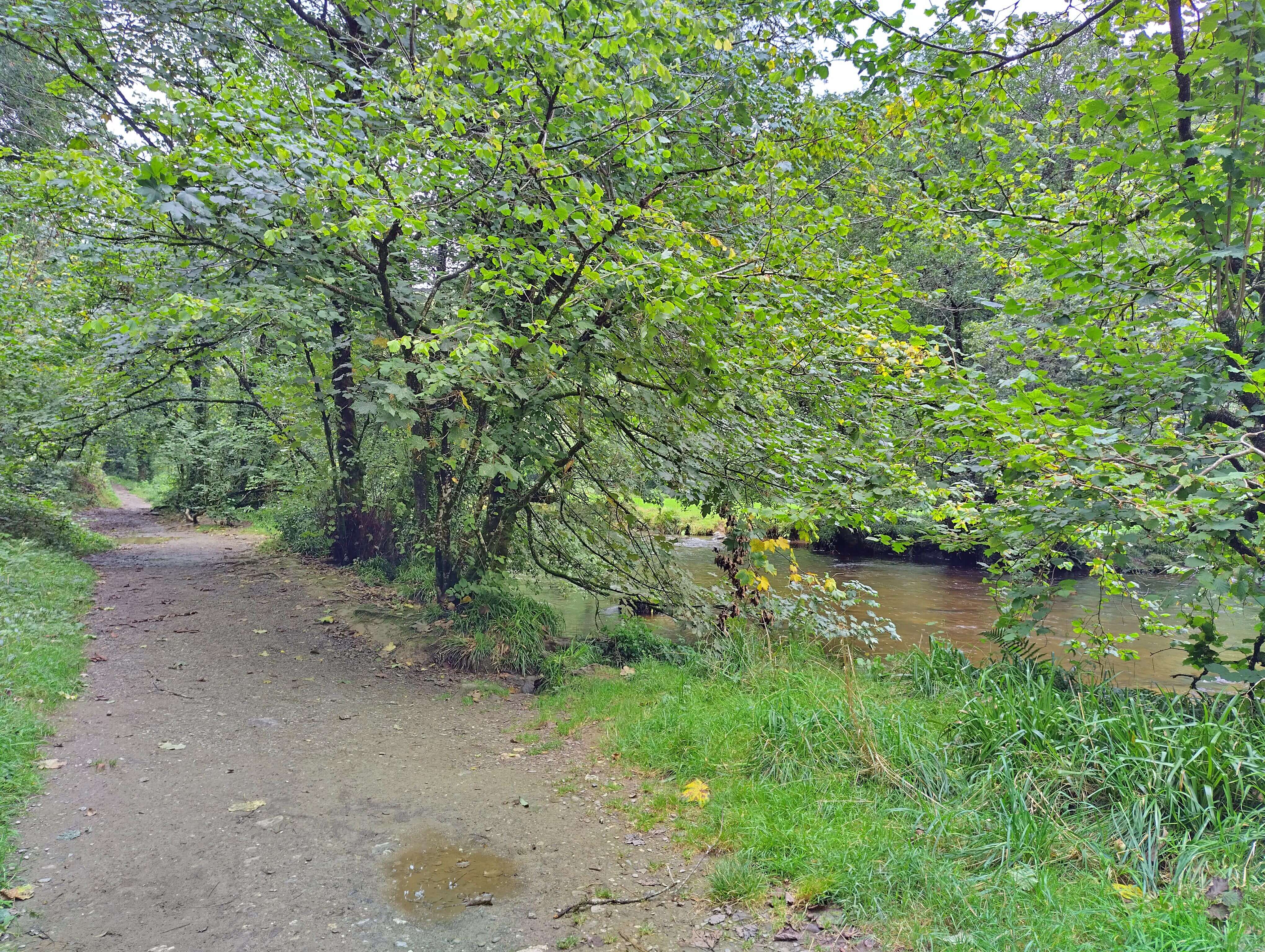 Walking through woodlands