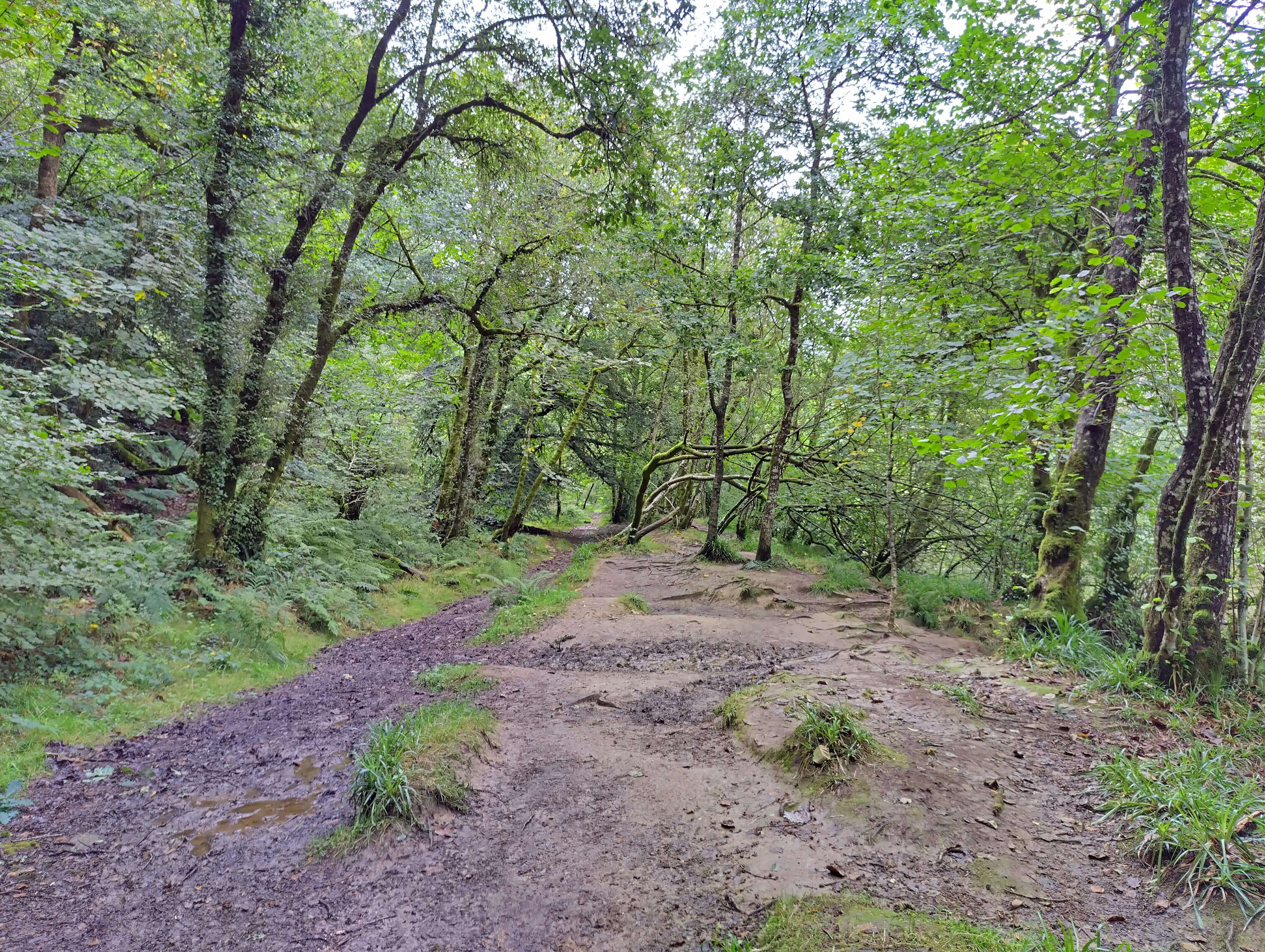 Exmoor Woodlands